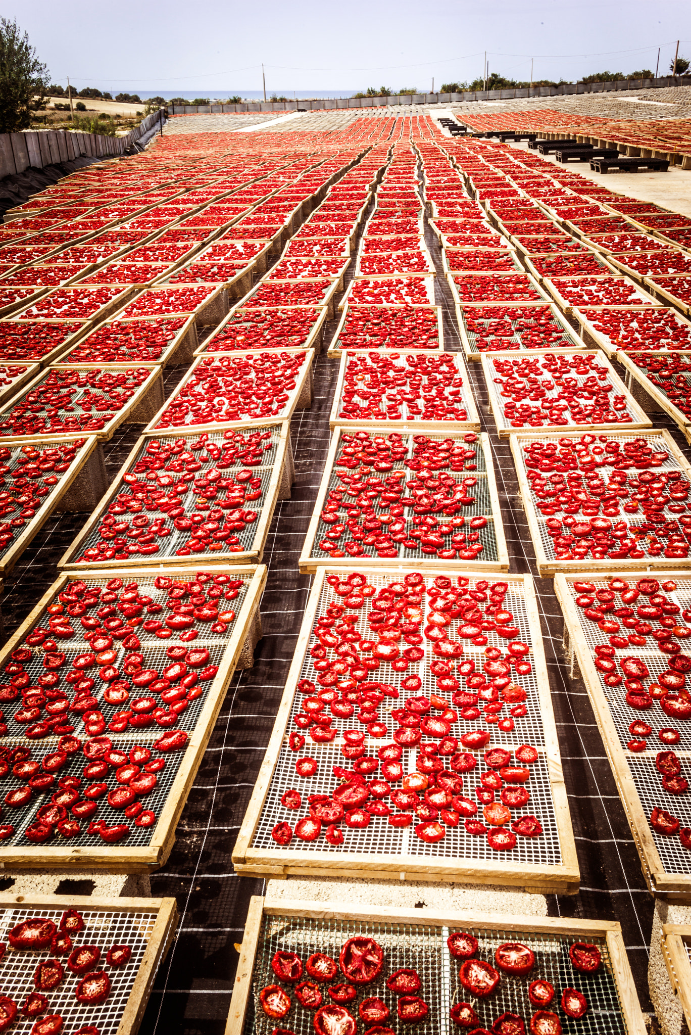 Summicron 1:2/50 Leitz sample photo. Sun dried tomatoes in sicily photography