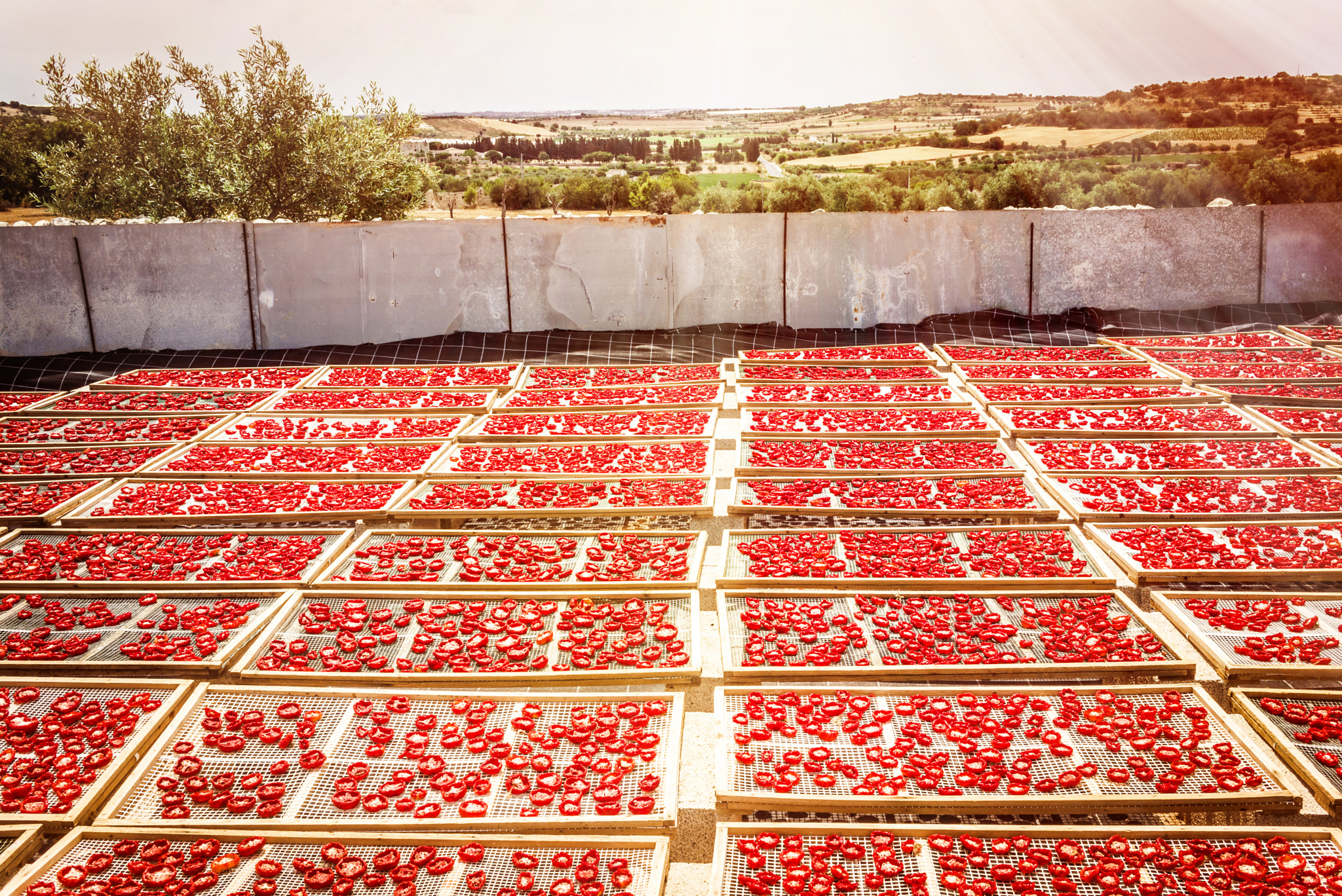 Summicron 1:2/50 Leitz sample photo. Sun dried tomatoes in sicily photography