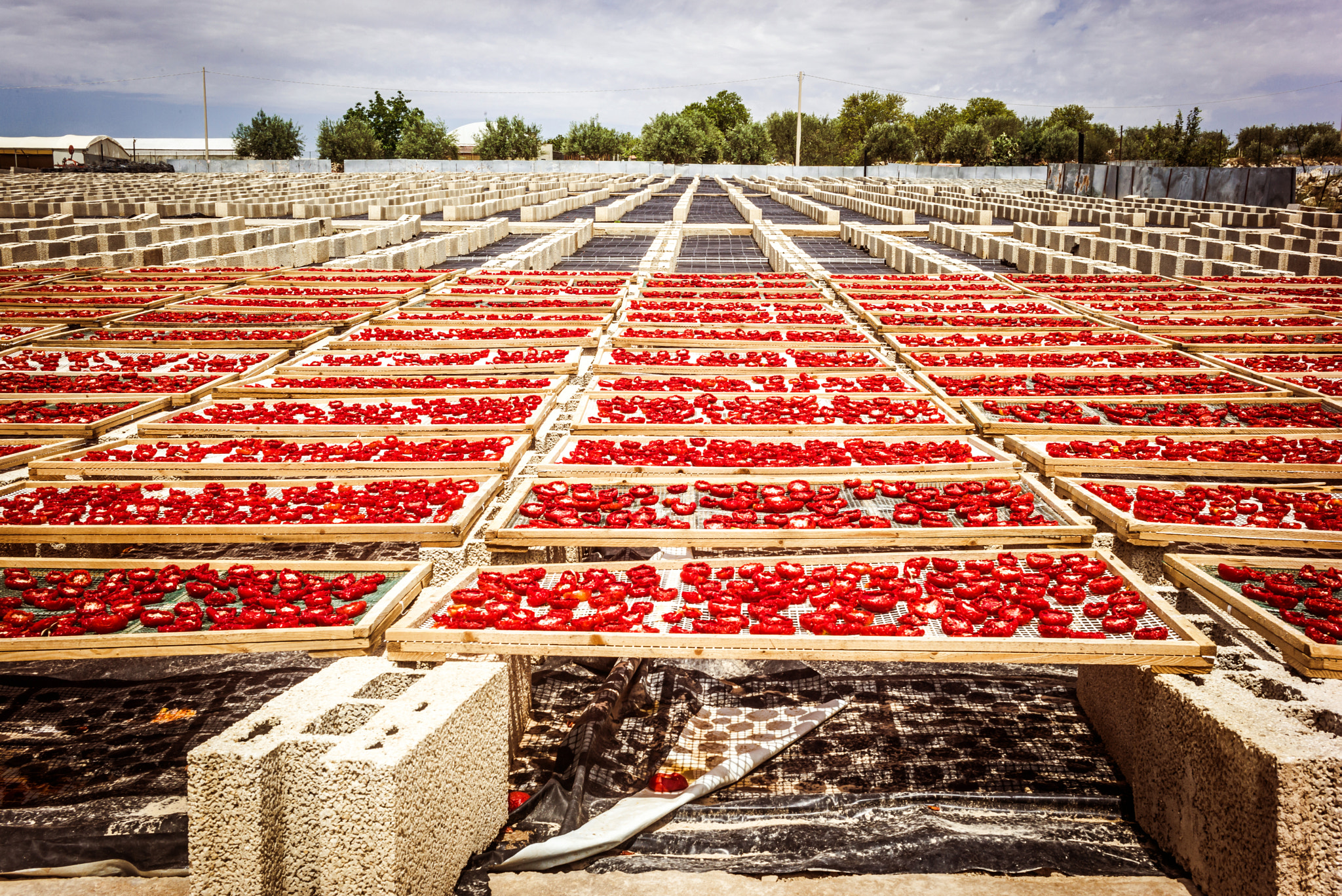 Summicron 1:2/50 Leitz sample photo. Sun dried tomatoes in sicily photography