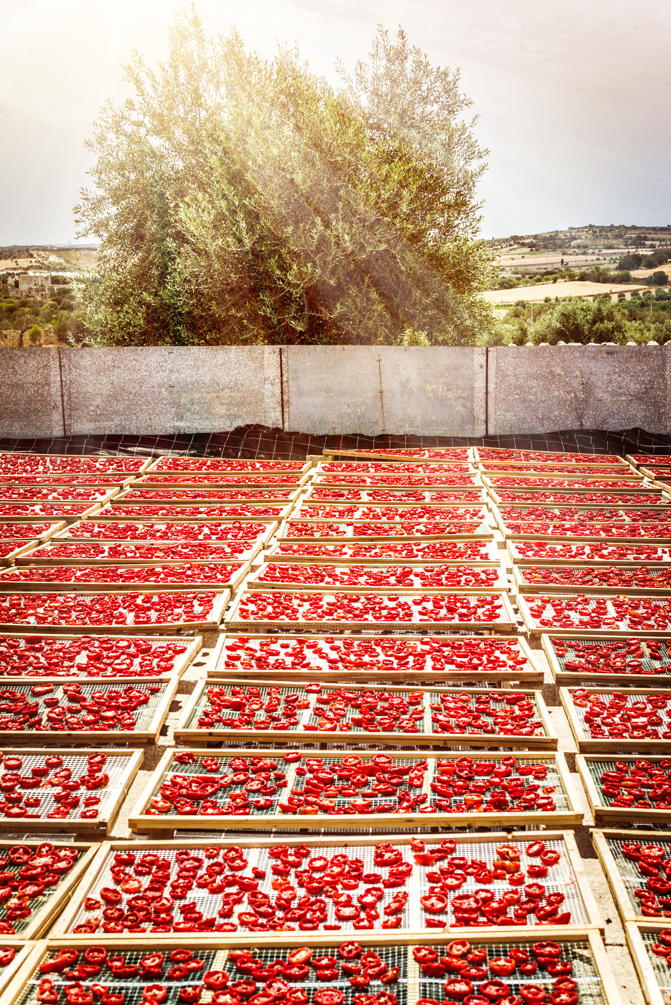 Summicron 1:2/50 Leitz sample photo. Sun dried tomatoes in sicily photography