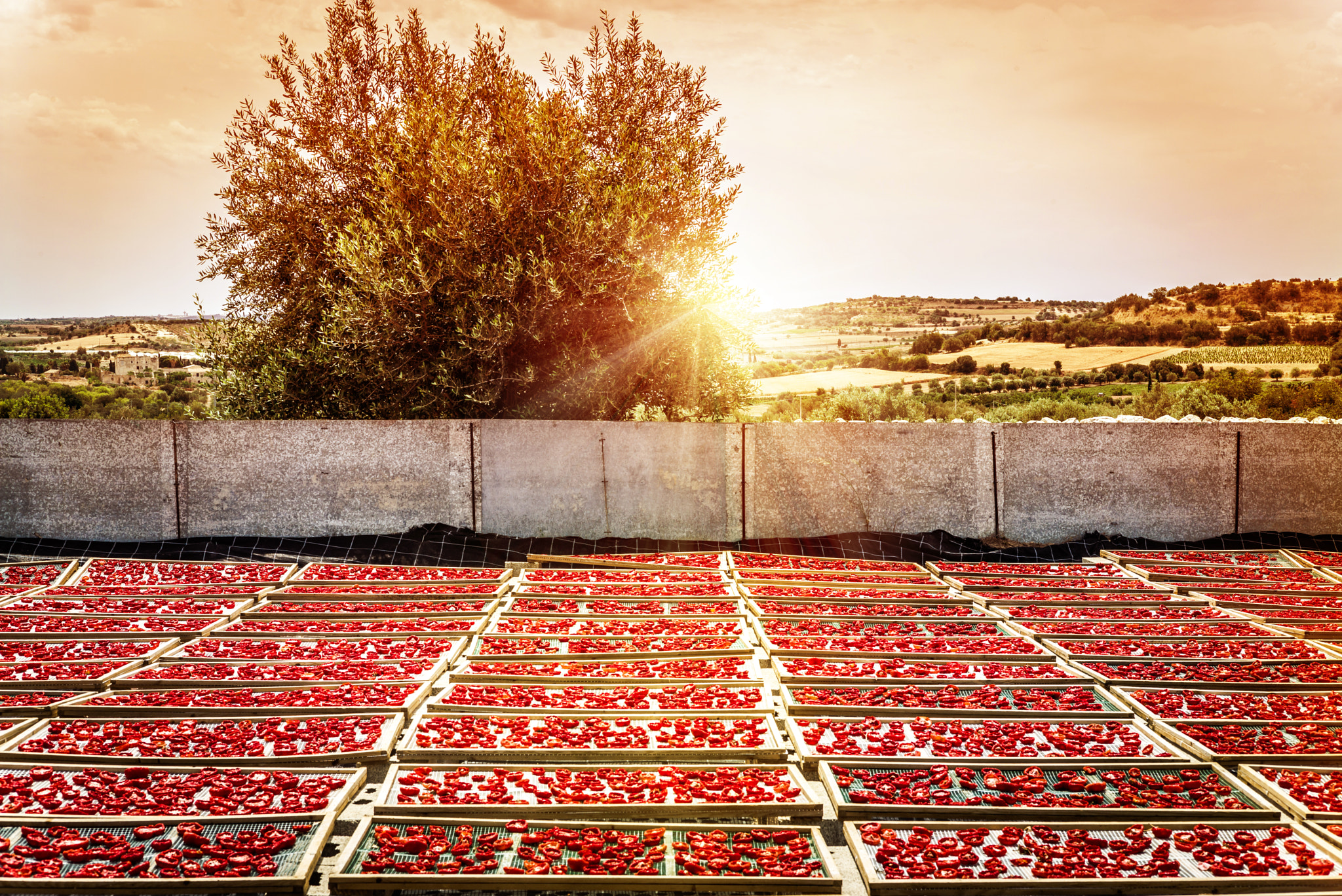 Summicron 1:2/50 Leitz sample photo. Sun dried tomatoes in sicily photography