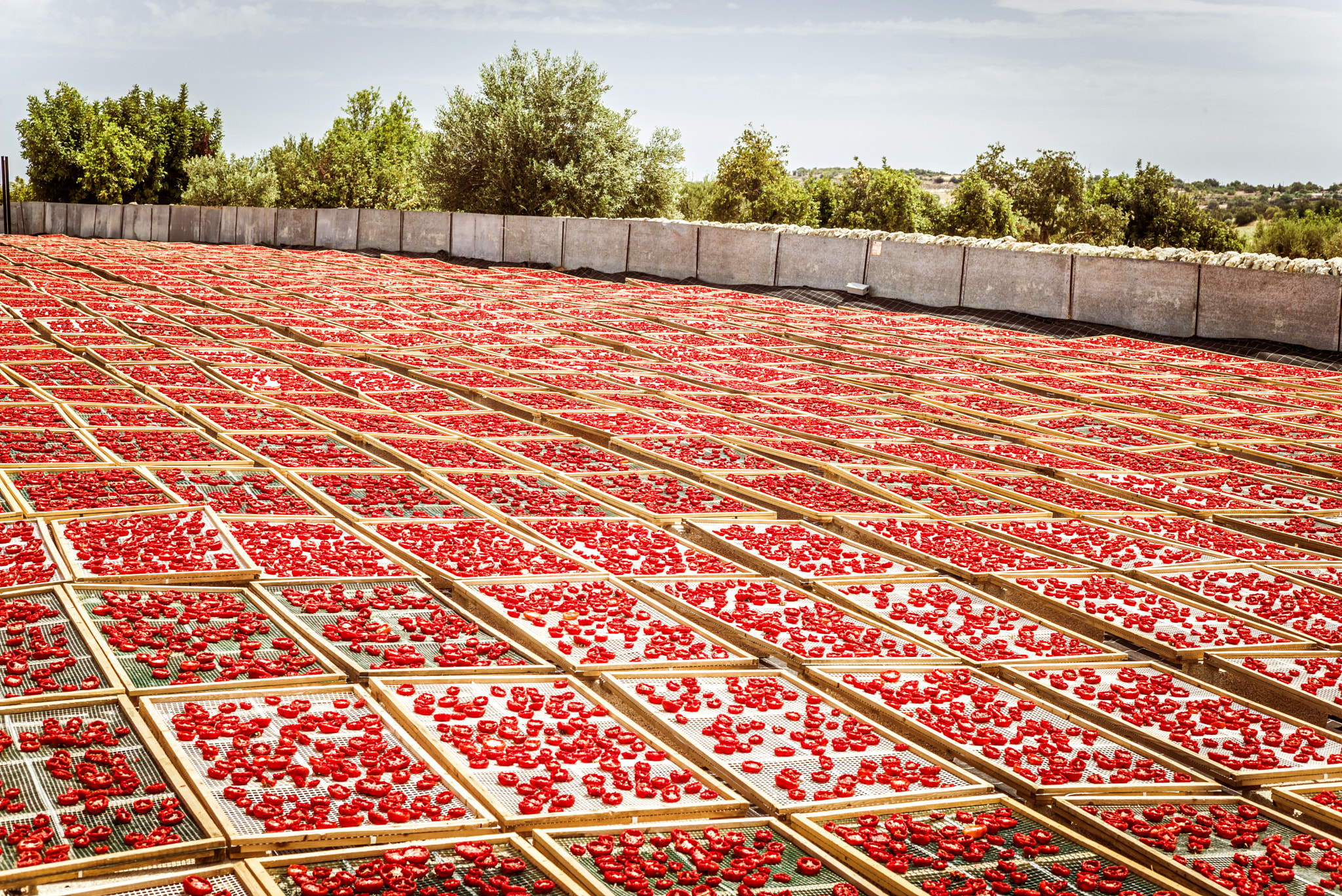 Summicron 1:2/50 Leitz sample photo. Sun dried tomatoes in sicily photography