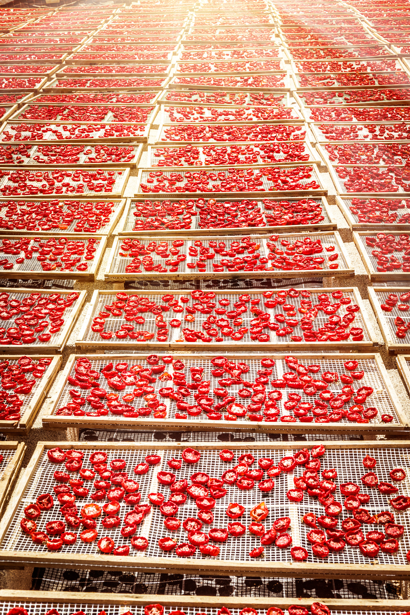 Summicron 1:2/50 Leitz sample photo. Sun dried tomatoes in sicily photography