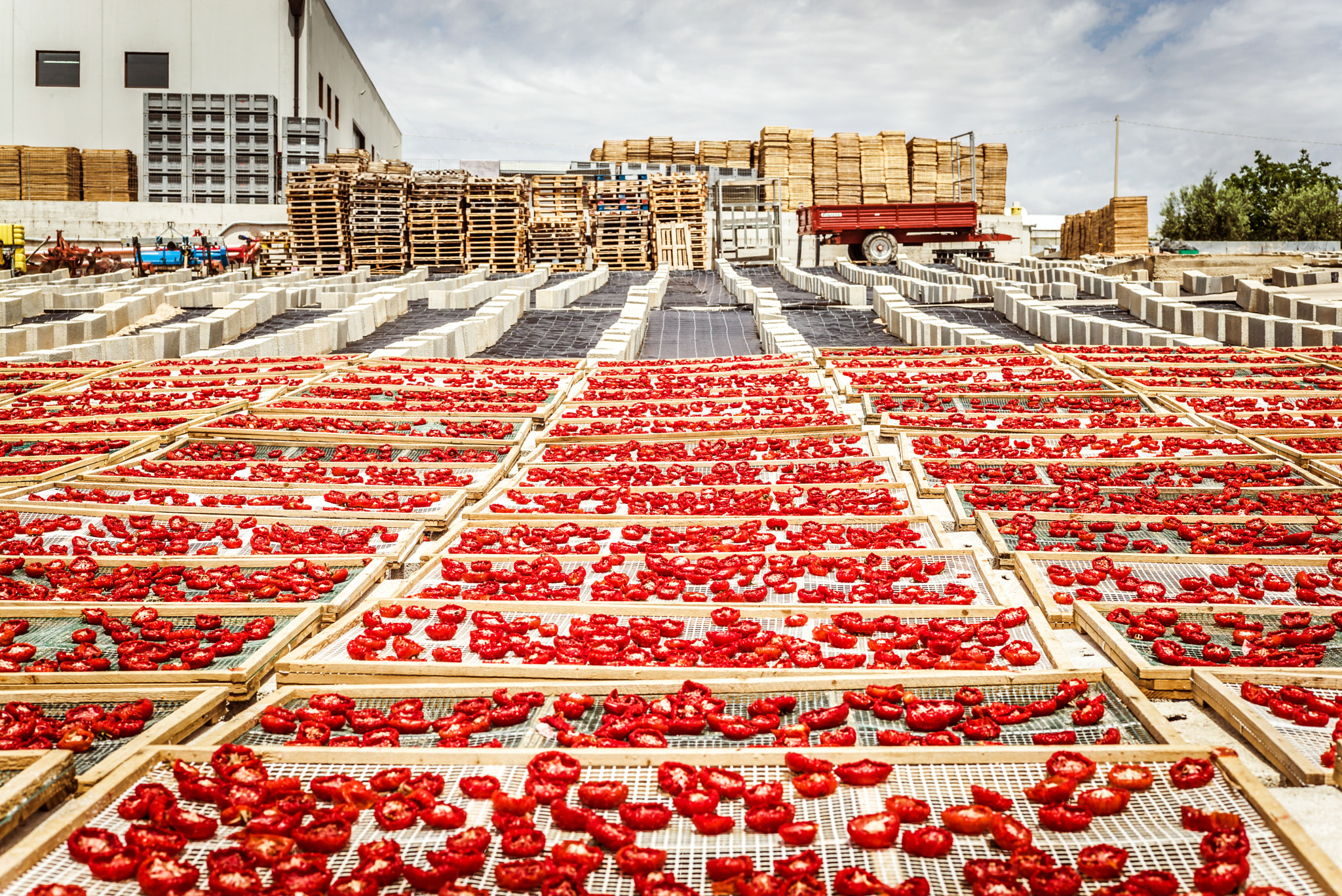 Summicron 1:2/50 Leitz sample photo. Sun dried tomatoes in sicily photography