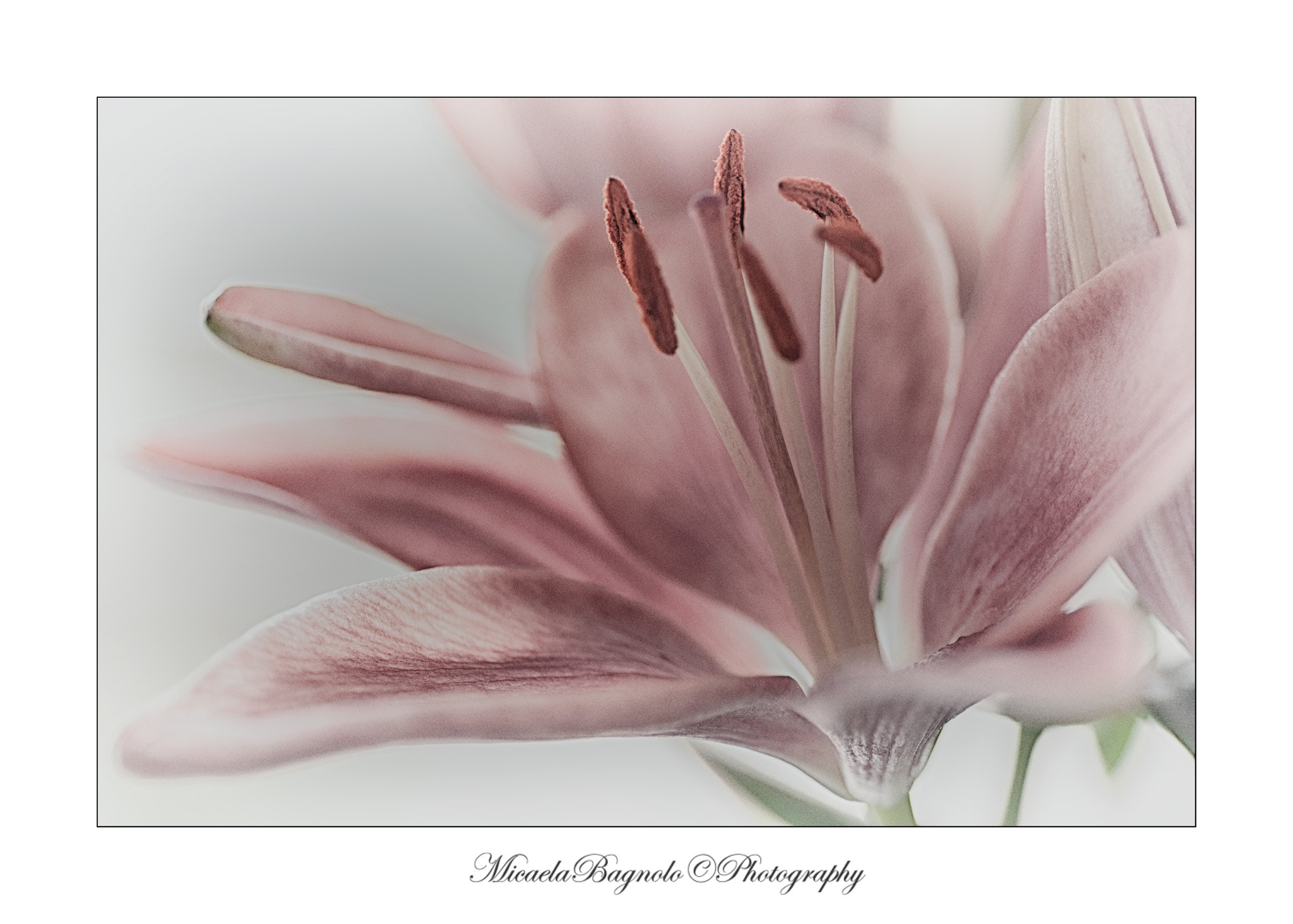 Nikon D5000 sample photo. Giglio photography