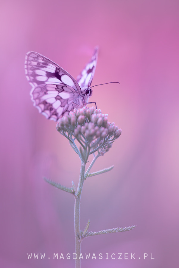 Sigma 150mm F2.8 EX DG Macro HSM sample photo. Lady in pink :) photography