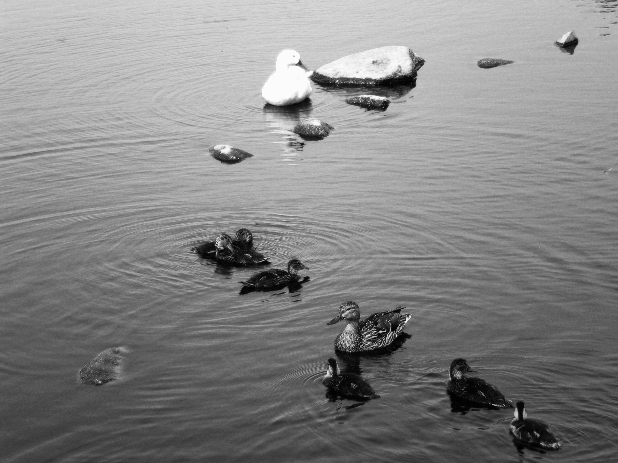 Nikon COOLPIX L14 sample photo. Patos... photography