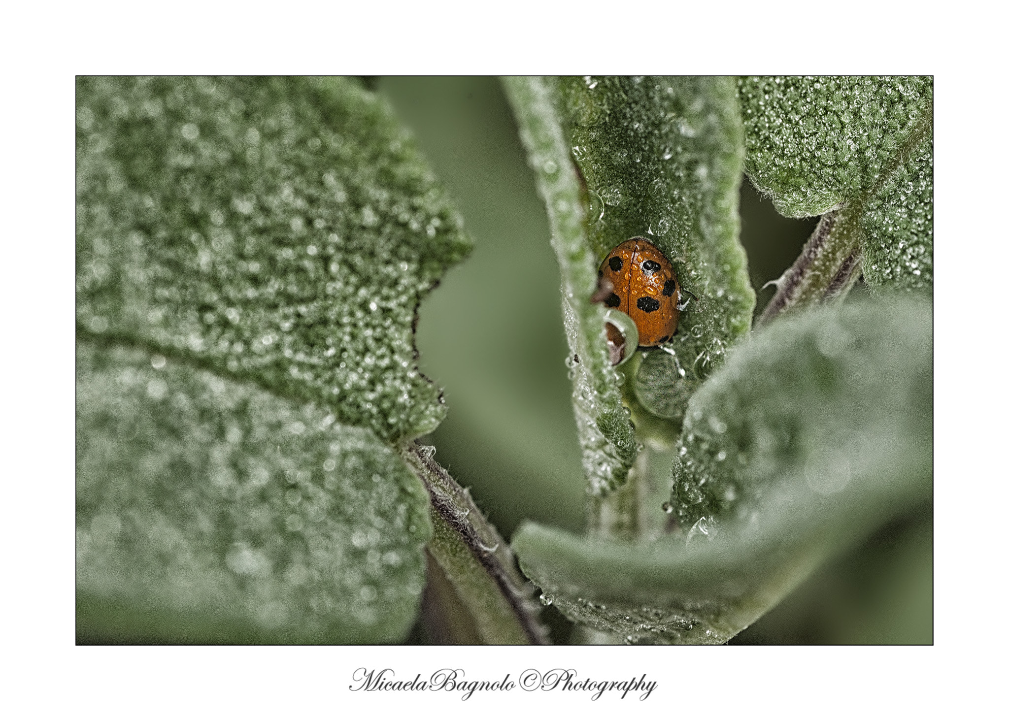 Nikon D5000 sample photo. Rugiada photography