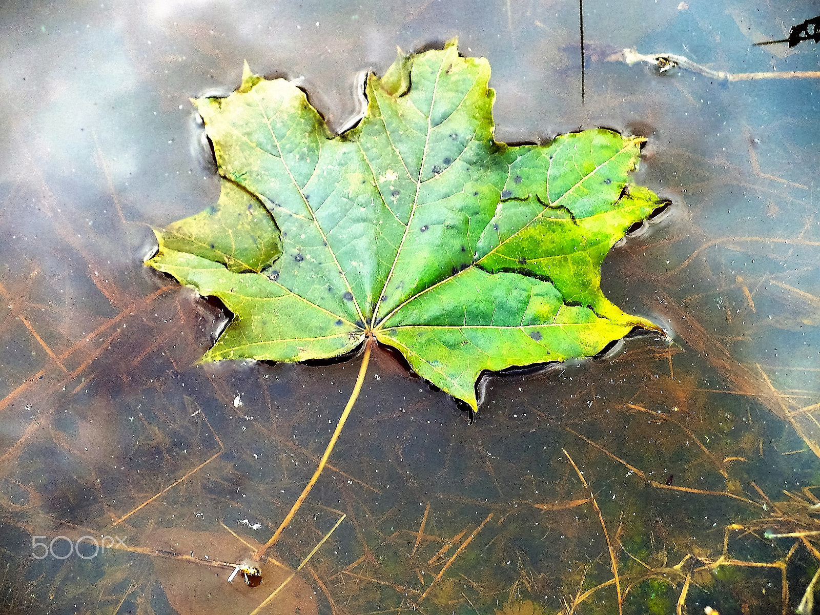 Panasonic DMC-LZ7 sample photo. Maple leaf. Кленовый лист. photography