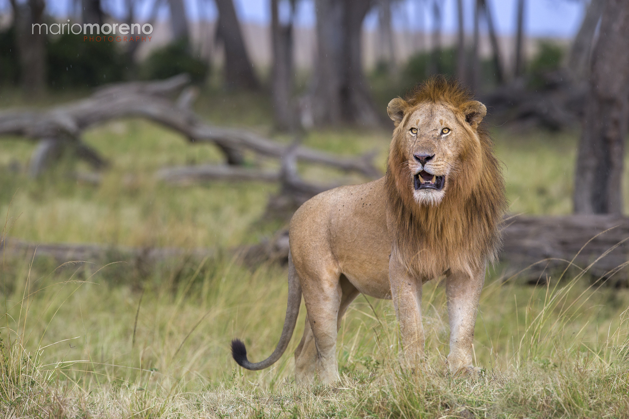 Canon EF 300mm F2.8L IS USM sample photo. King of the marsh photography