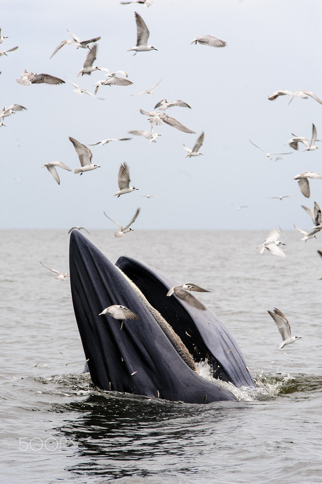 Nikon D700 + Tamron SP AF 70-200mm F2.8 Di LD (IF) MACRO sample photo. Bryde's whale photography