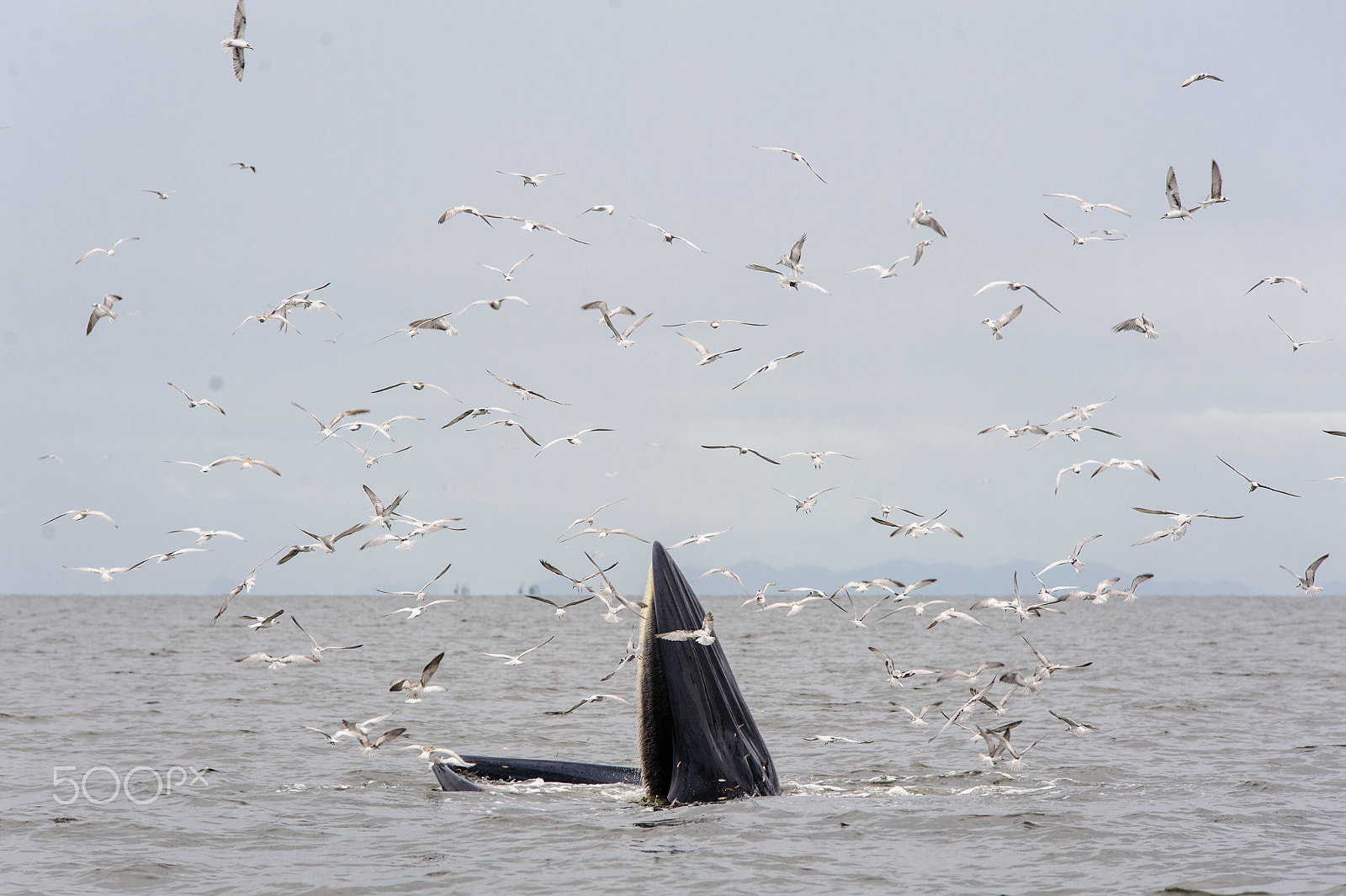 Nikon D700 sample photo. Bryde's whale photography