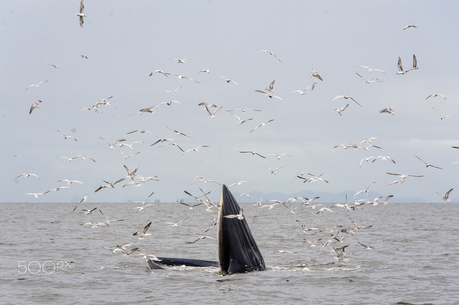 Nikon D700 + Tamron SP AF 70-200mm F2.8 Di LD (IF) MACRO sample photo. Bryde's whale photography