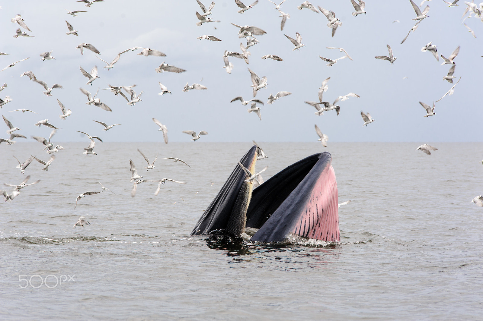 Nikon D700 sample photo. Bryde's whale photography