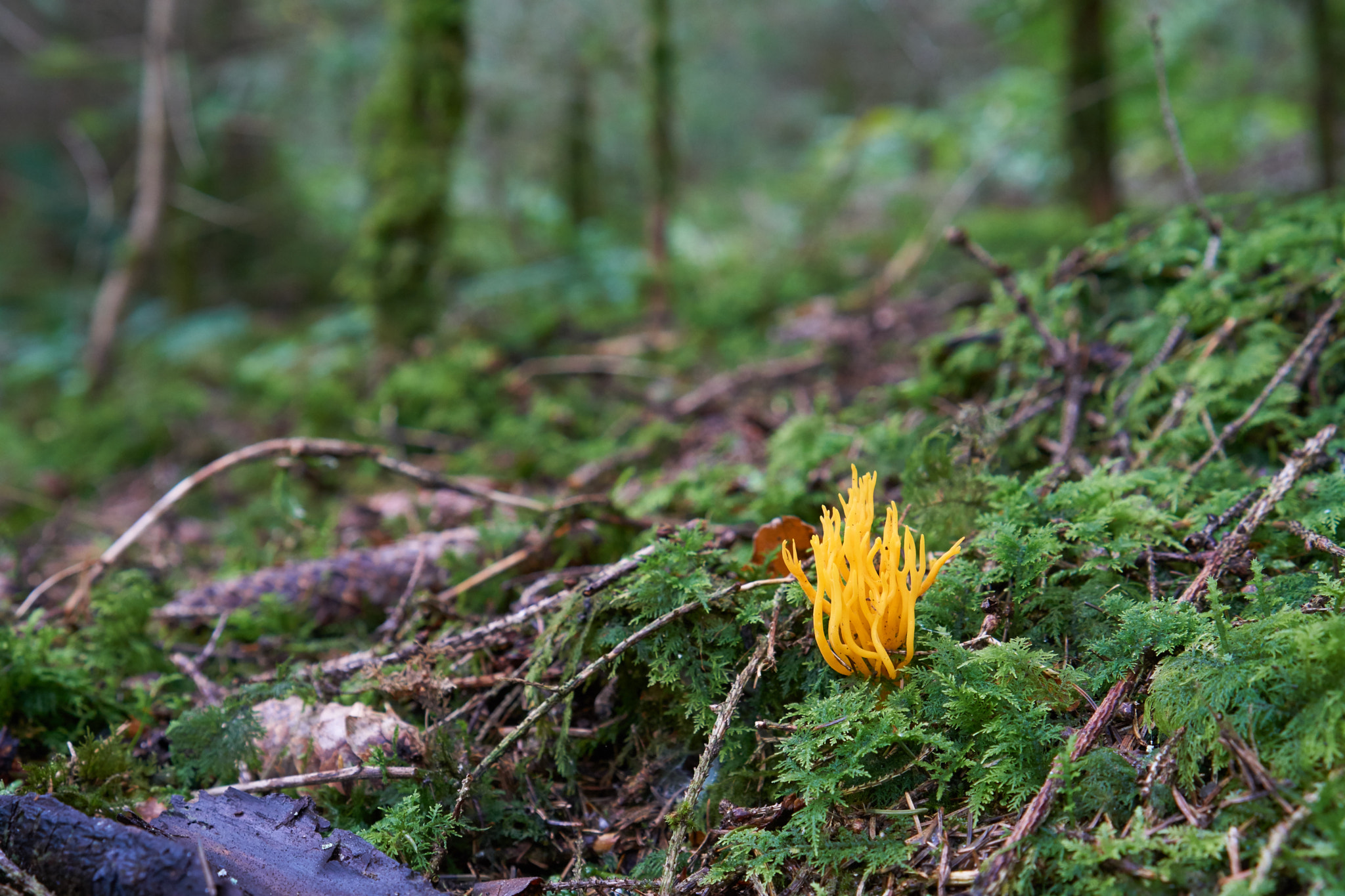 Sony E 35mm F1.8 OSS sample photo. Schwammerl photography
