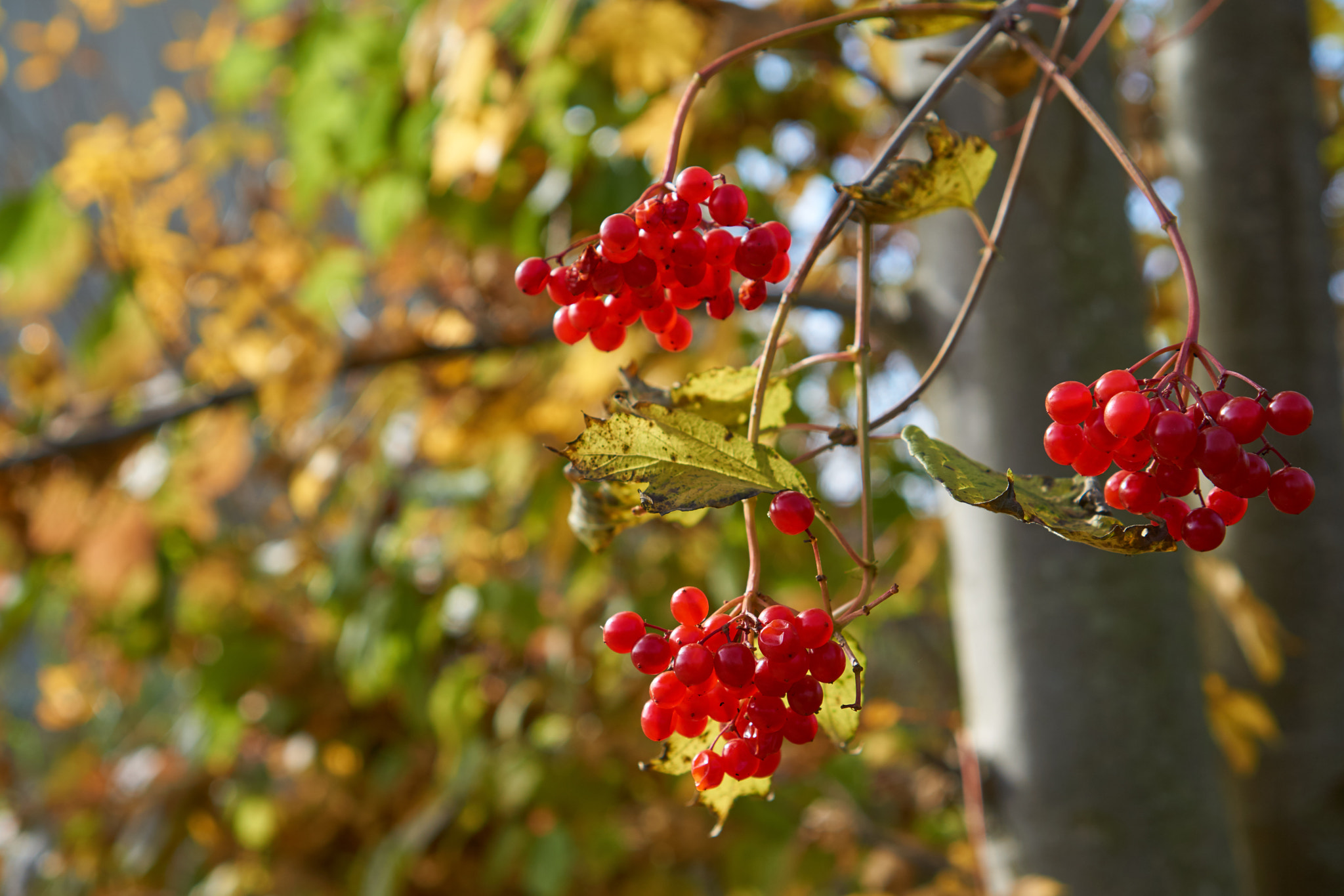 Sony a6000 + Sony E 35mm F1.8 OSS sample photo. Herbstbeeren photography