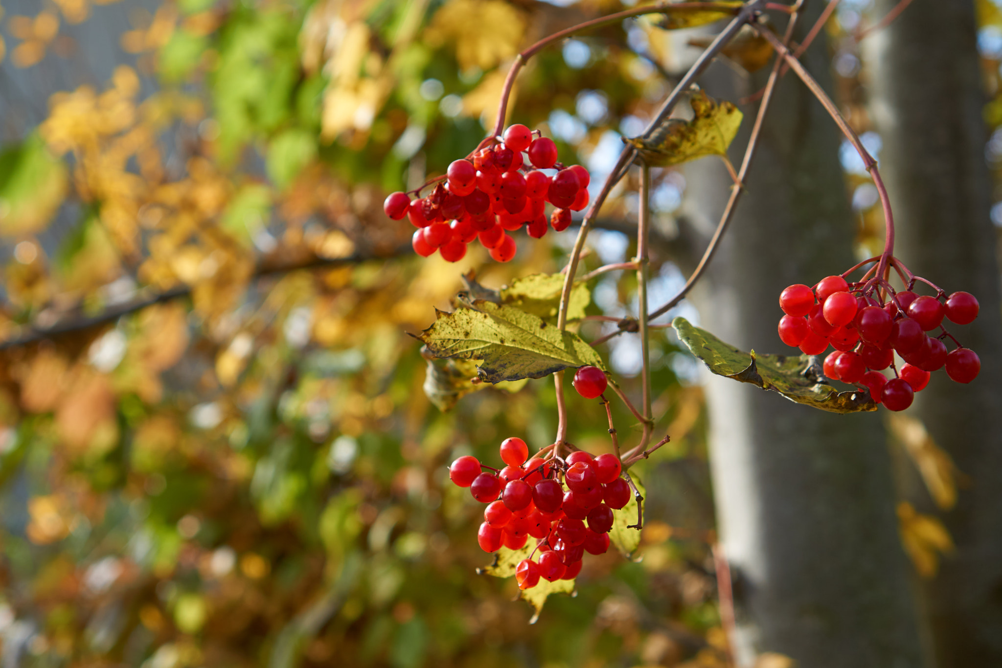 Sony E 35mm F1.8 OSS sample photo. Herbstbeeren photography
