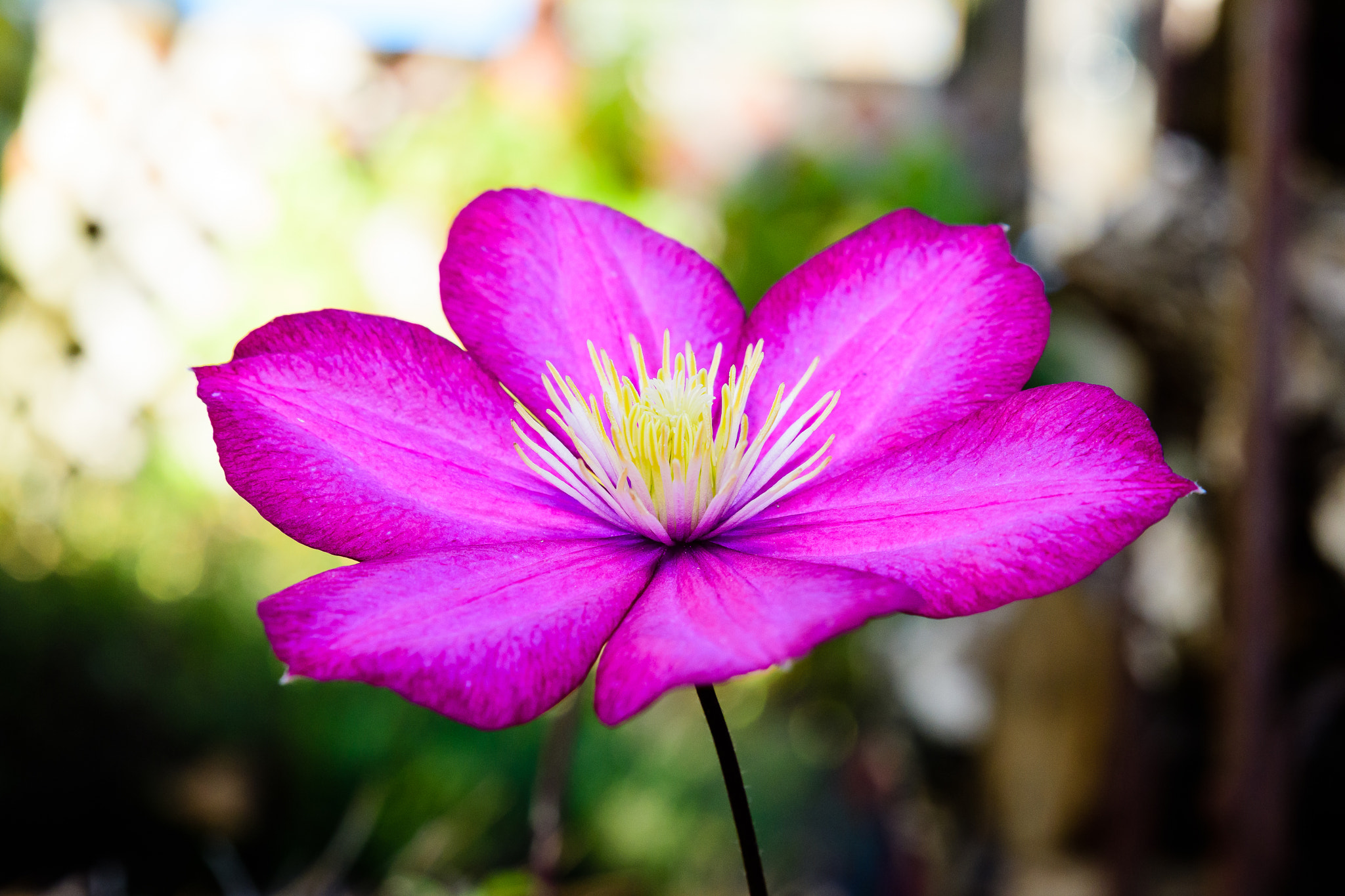 Tamron SP 24-70mm F2.8 Di VC USD sample photo. Clematis photography
