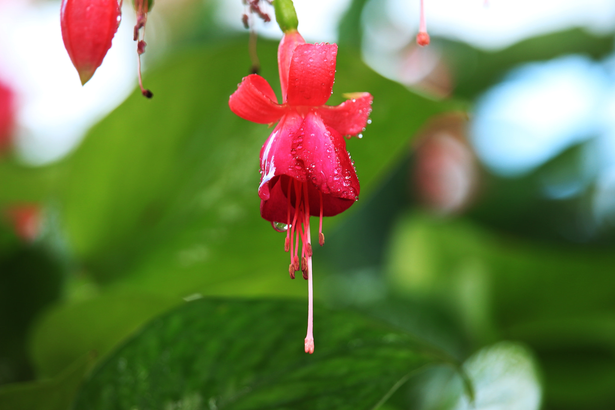 Canon EF-S 55-250mm F4-5.6 IS STM sample photo