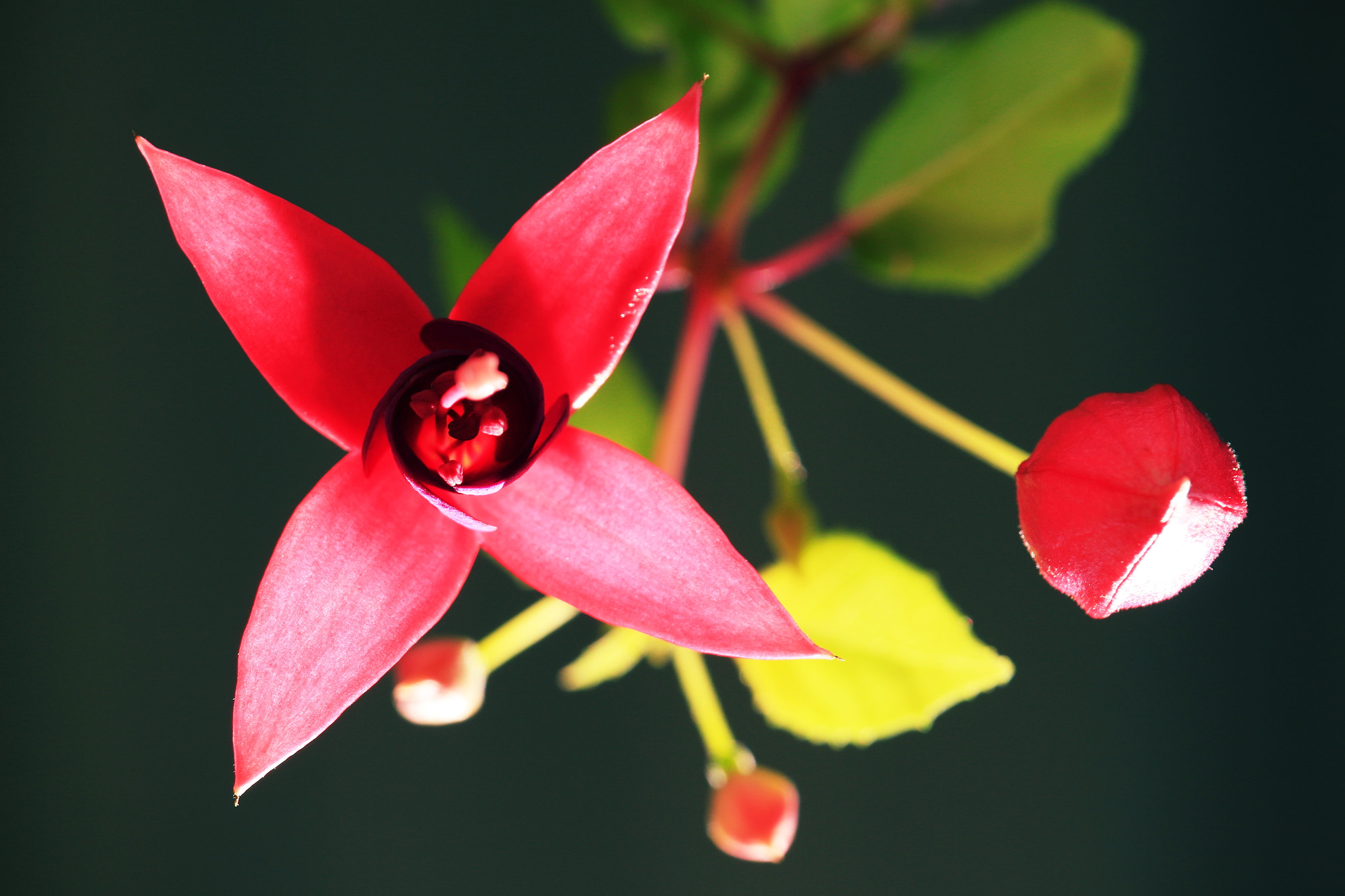 Canon EF-S 55-250mm F4-5.6 IS STM sample photo
