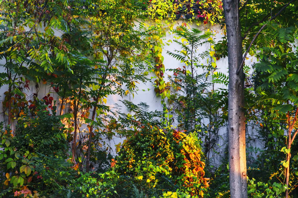 Canon EOS 50D + Sigma 24-70mm F2.8 EX DG Macro sample photo. The colors of autumn photography