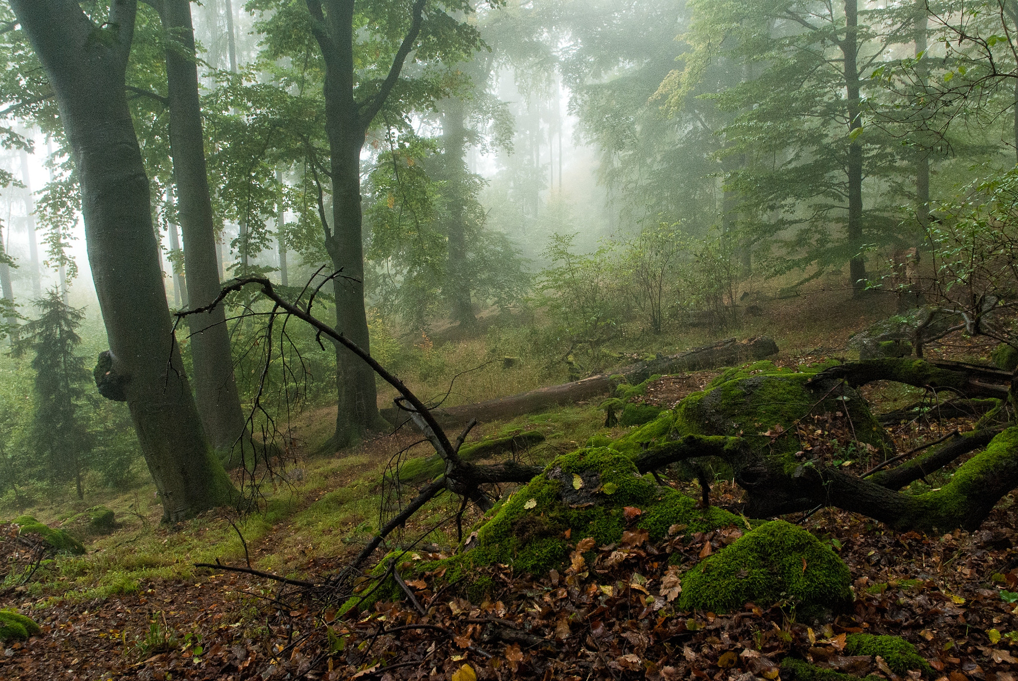 Nikon D3000 sample photo. Cloud forest photography