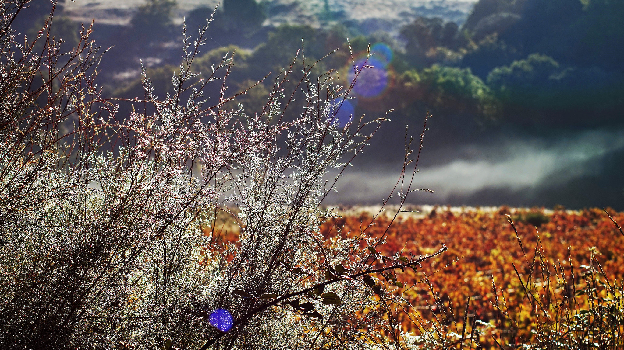 Tamron 18-270mm F3.5-6.3 Di II PZD sample photo. Brume photography