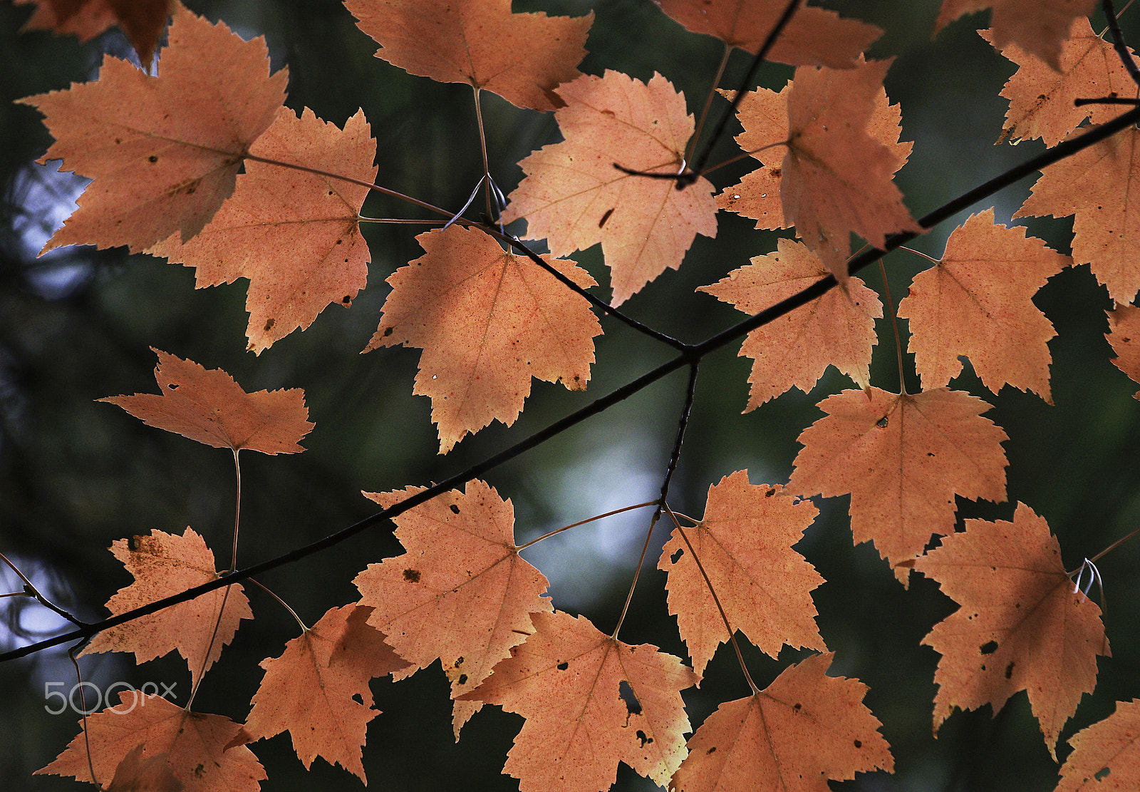 Canon EF 70-200mm F4L IS USM sample photo. Fall maples -algonquin provincial park photography