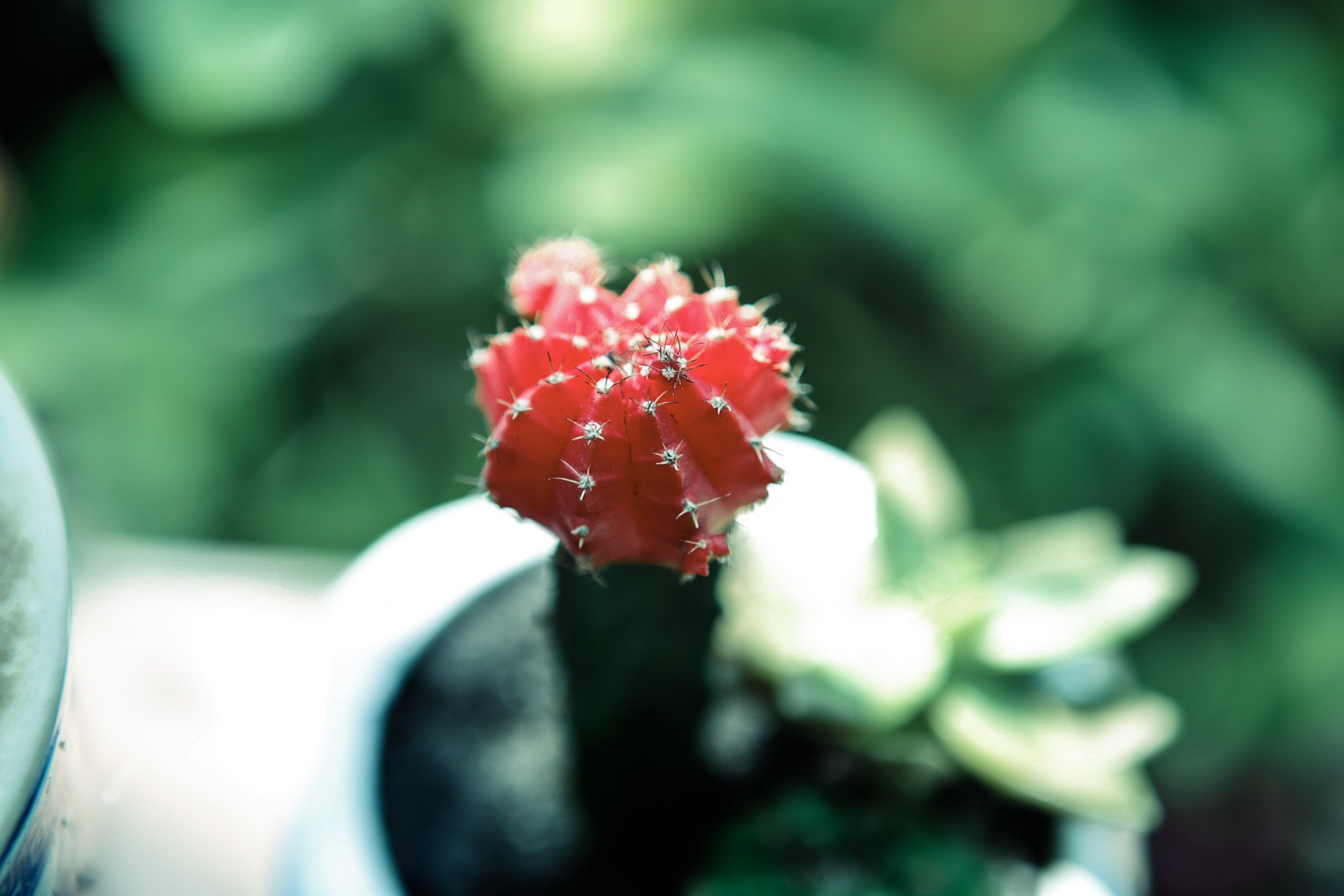 Canon EF 24-70mm F2.8L USM sample photo. Cactus photography