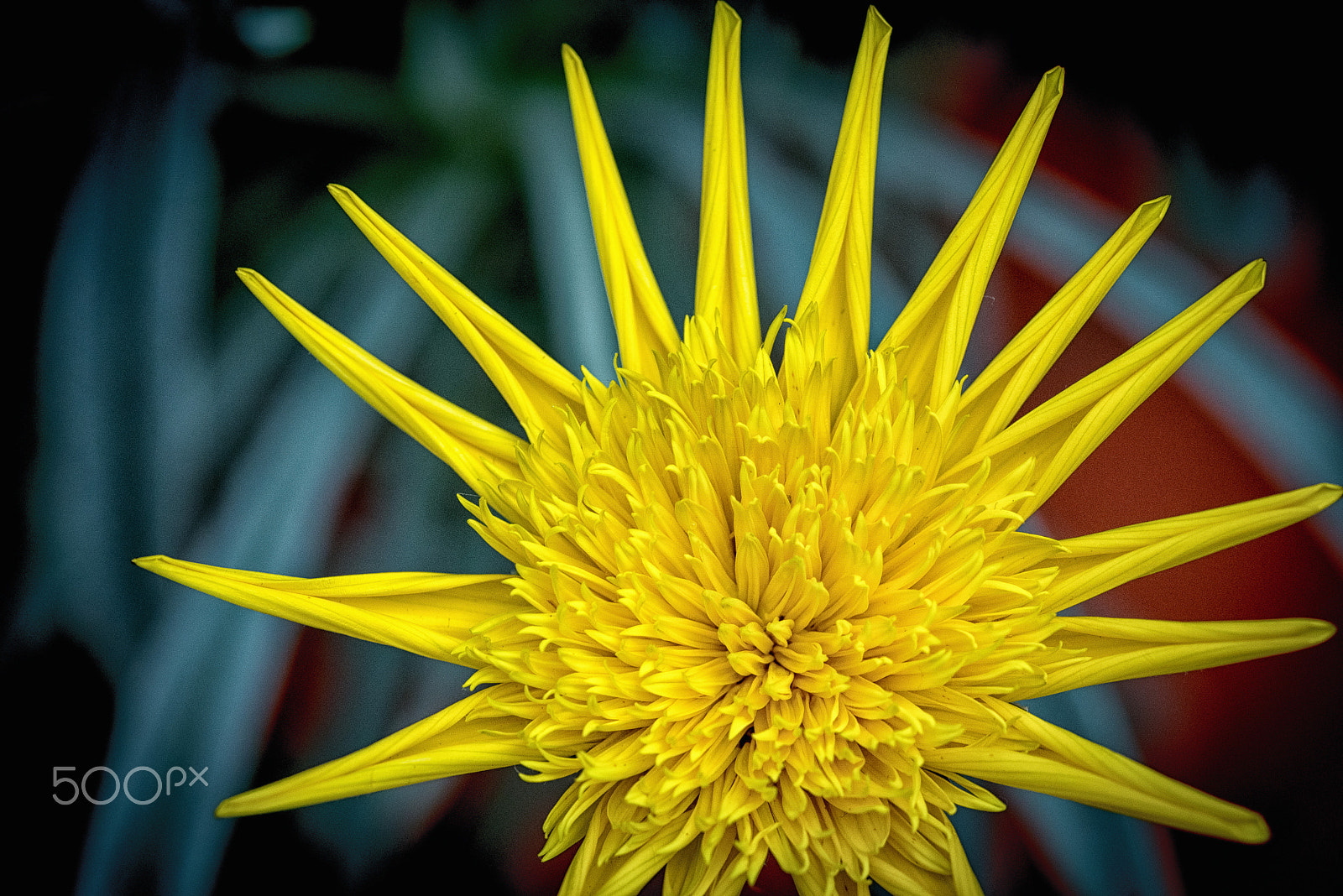 ZEISS Makro-Planar T* 100mm F2 sample photo. Beauty in yellow photography