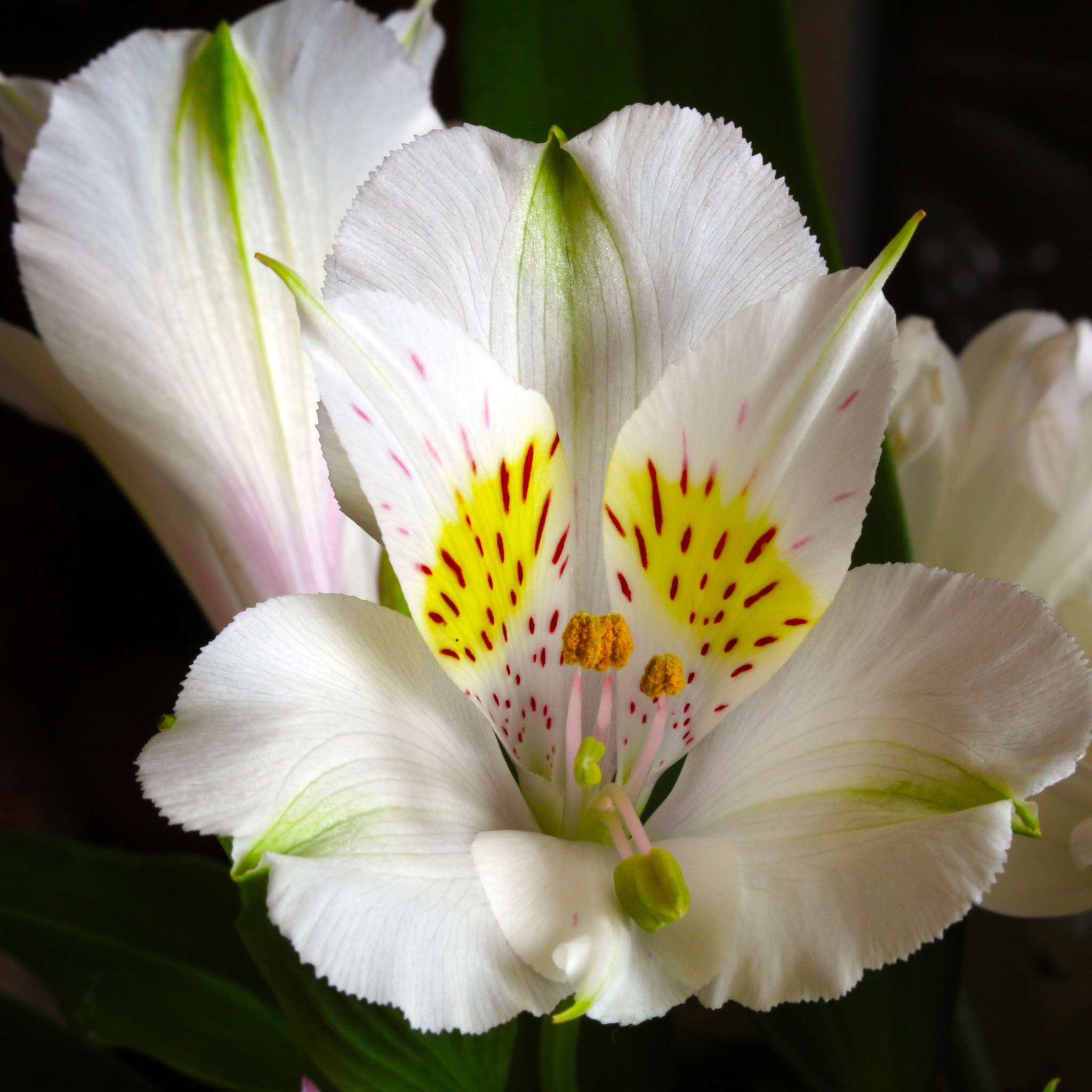 Canon EF 35-80mm f/4-5.6 sample photo. Sunburst photography