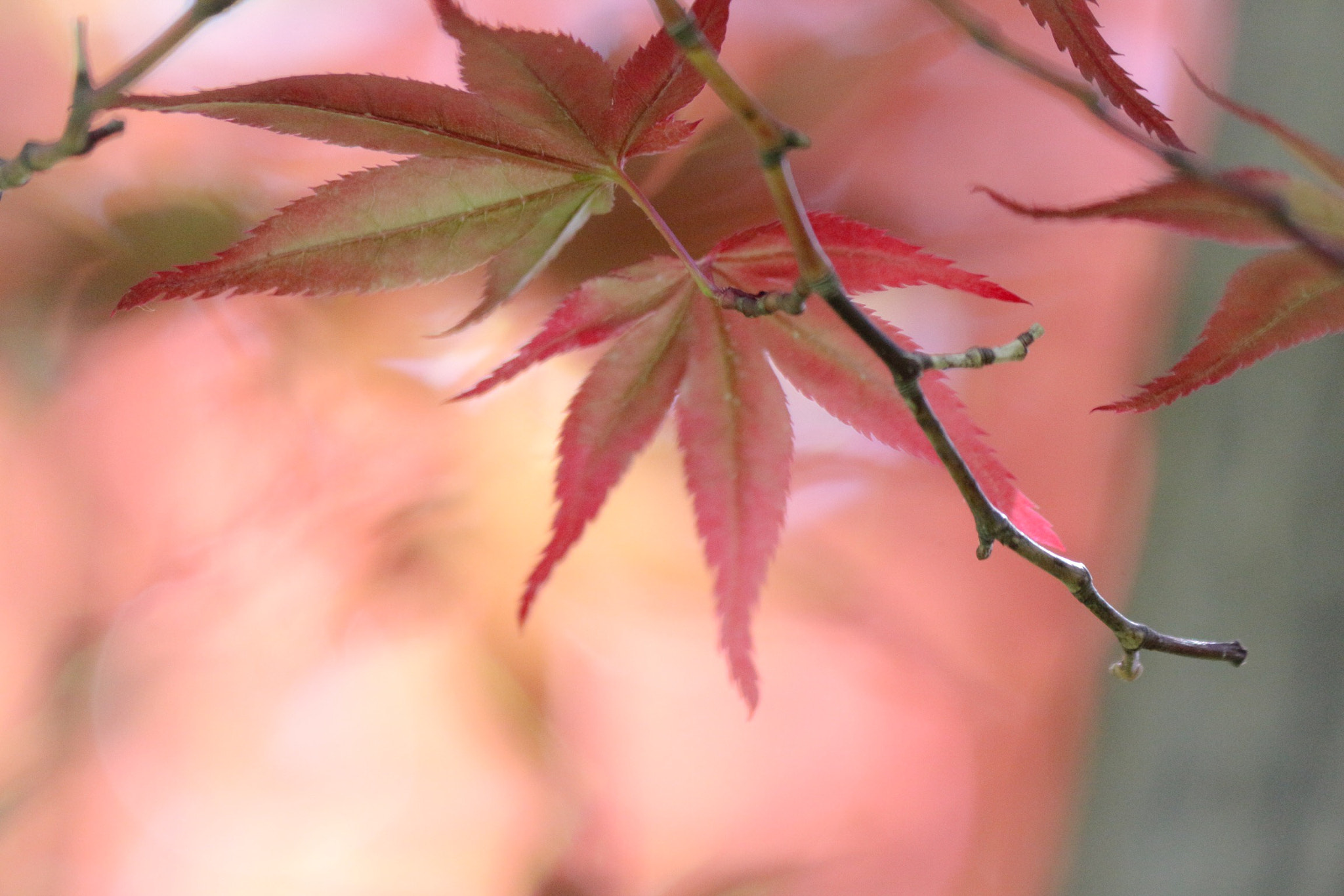 Canon EOS 700D (EOS Rebel T5i / EOS Kiss X7i) sample photo