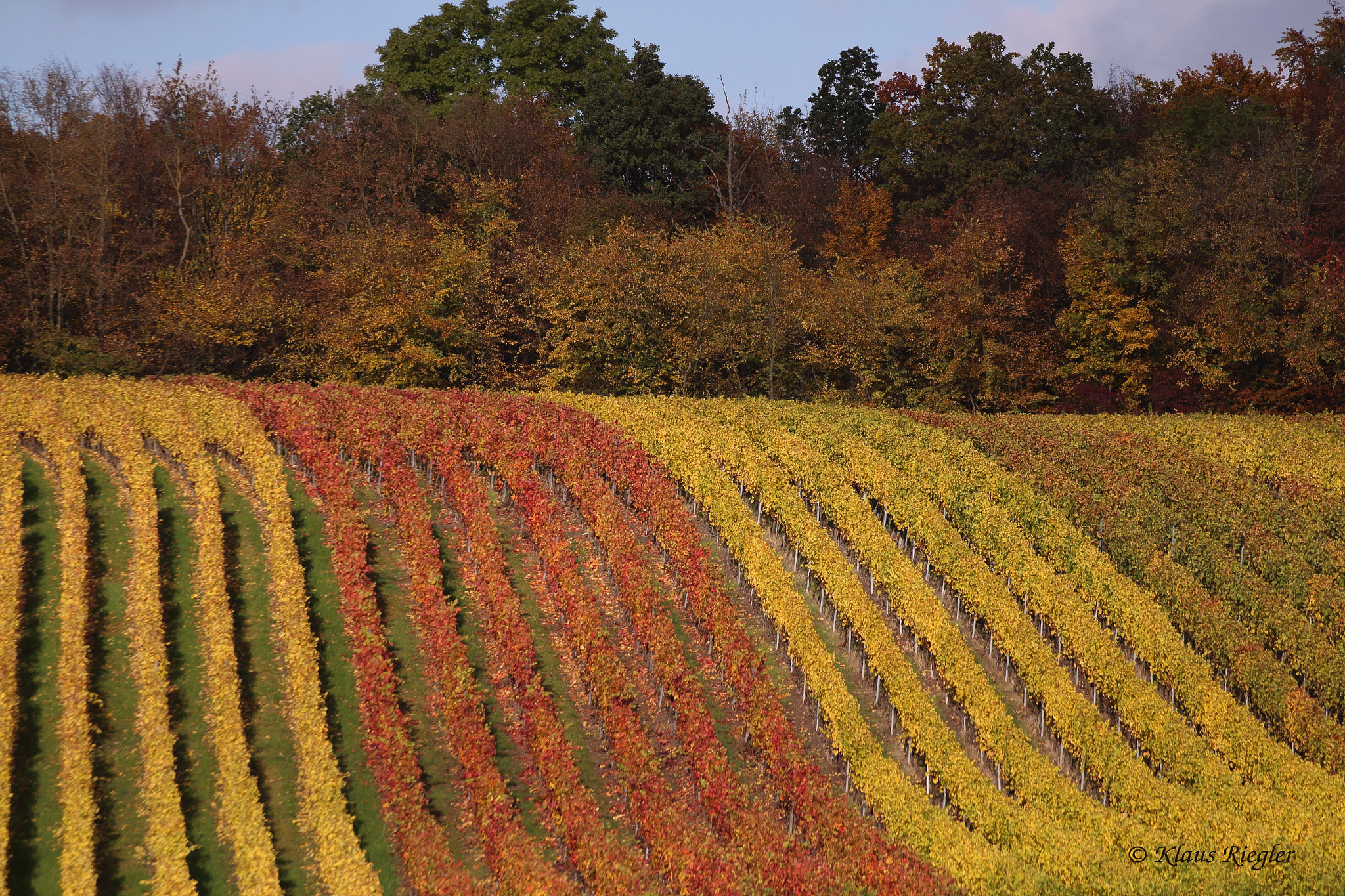 Canon EOS 650D (EOS Rebel T4i / EOS Kiss X6i) sample photo. A vineyard photography