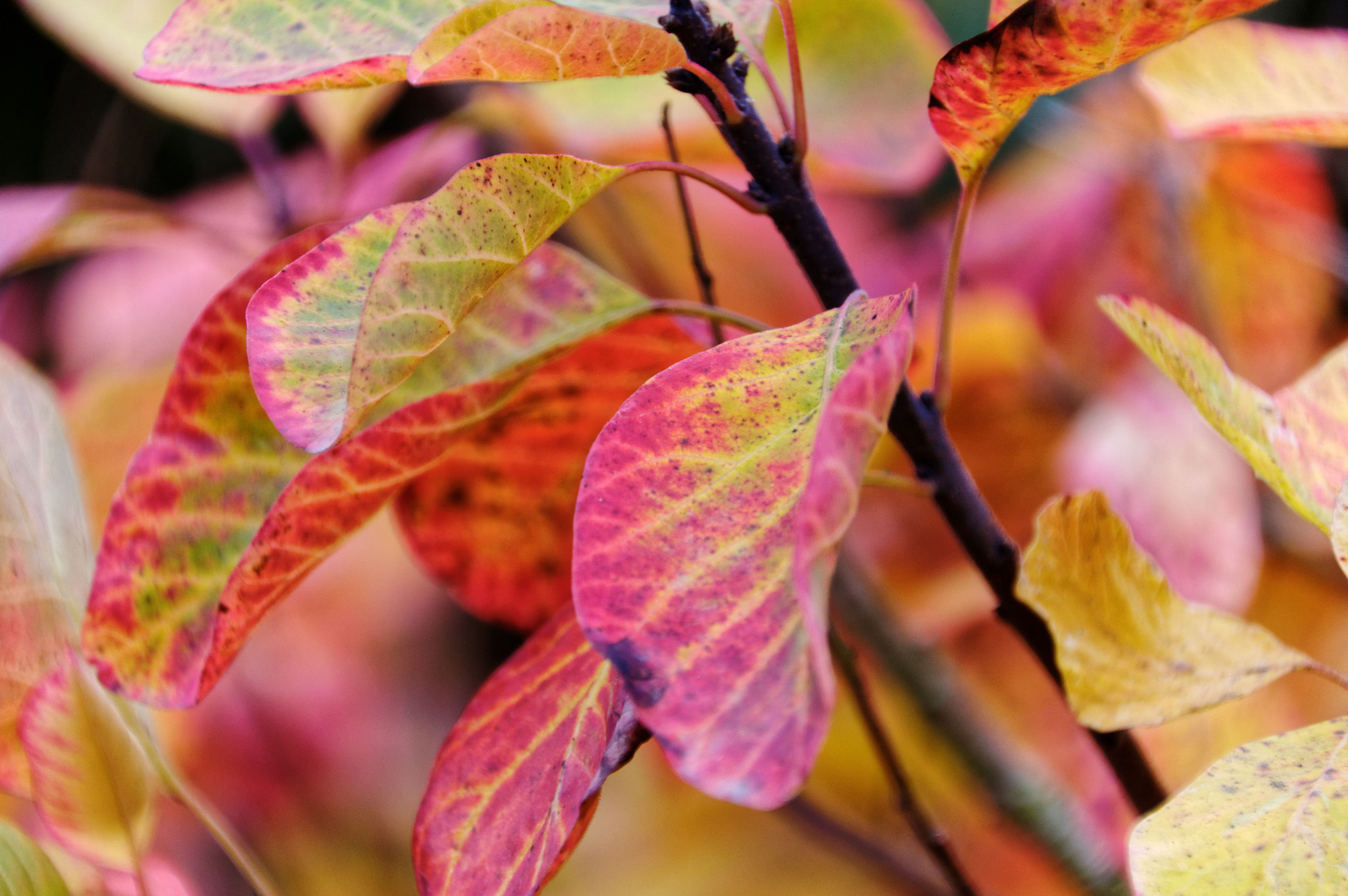 Pentax smc DA 18-270mm F3.5-6.3 ED SDM sample photo. Shrub cottinus photography