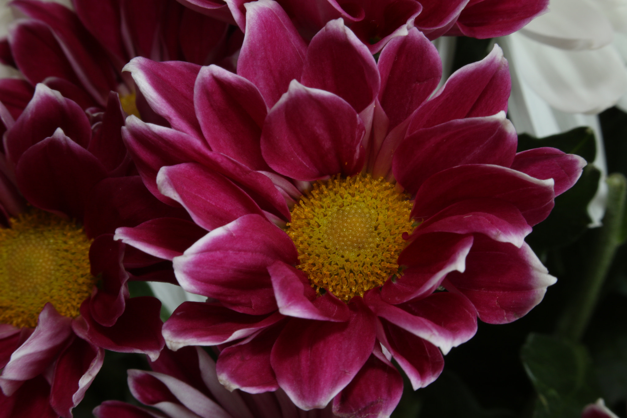 Canon EF 35-80mm f/4-5.6 sample photo