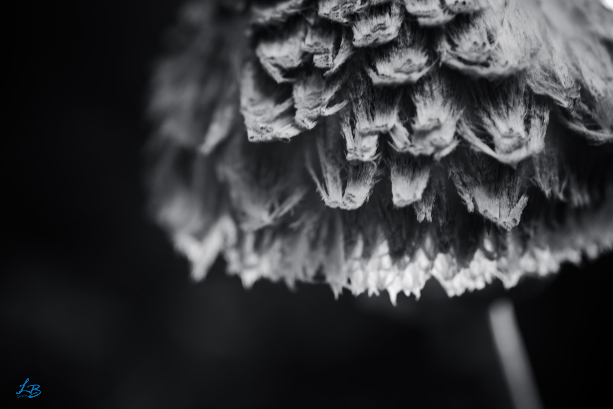 Nikon D600 + Sigma 105mm F2.8 EX DG Macro sample photo. Pinecone look-a-like photography