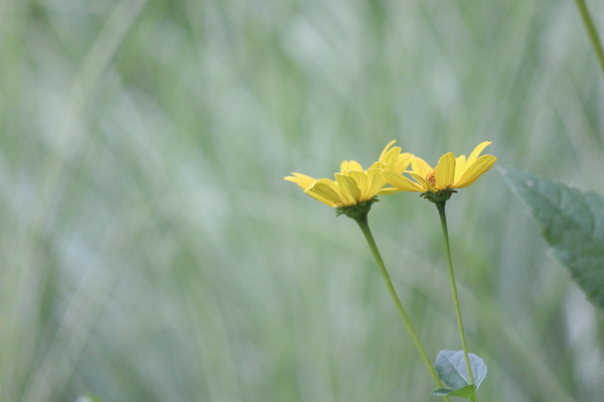 Canon EOS 700D (EOS Rebel T5i / EOS Kiss X7i) sample photo