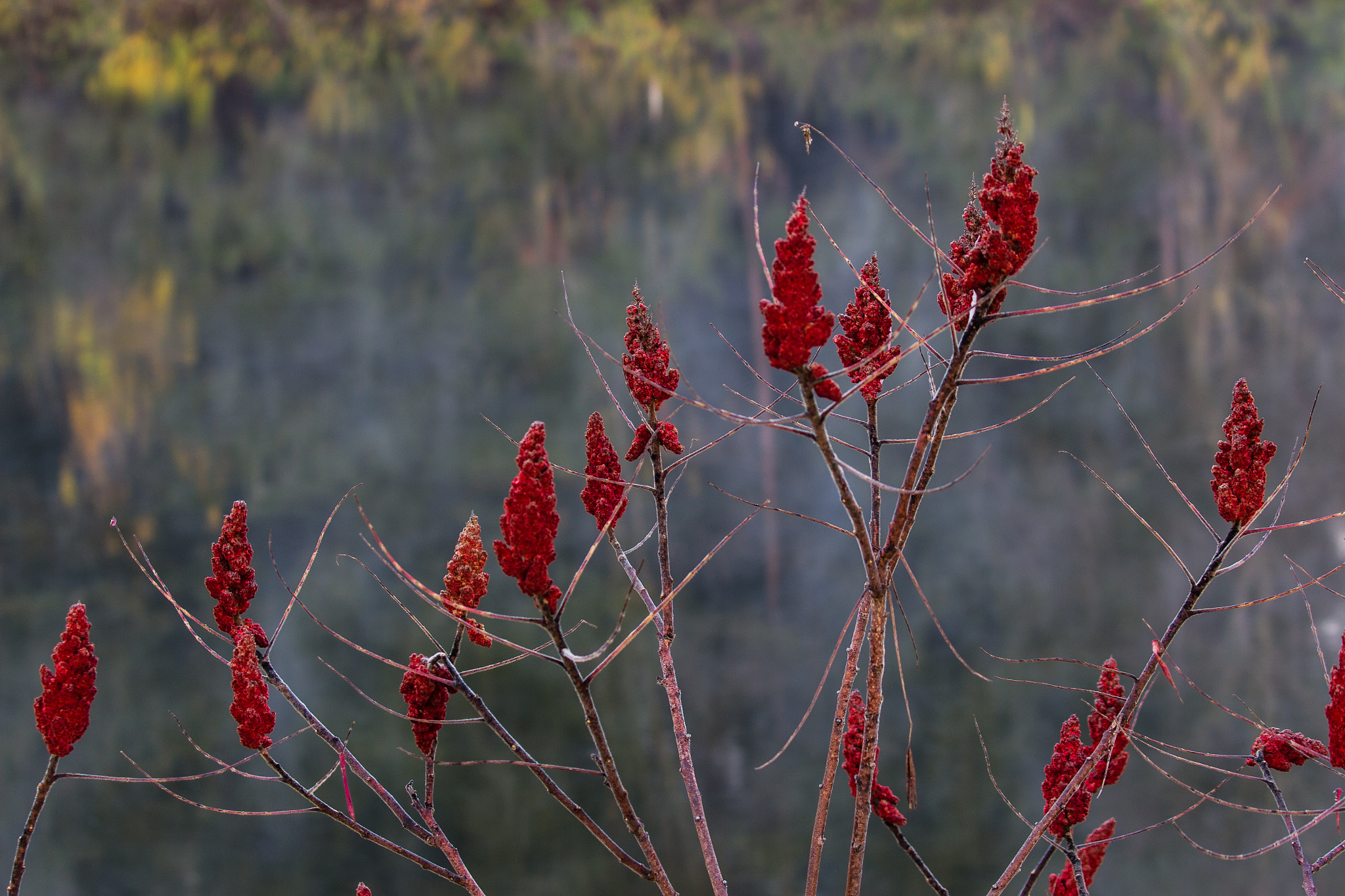 Canon EOS 600D (Rebel EOS T3i / EOS Kiss X5) sample photo. Red poof photography