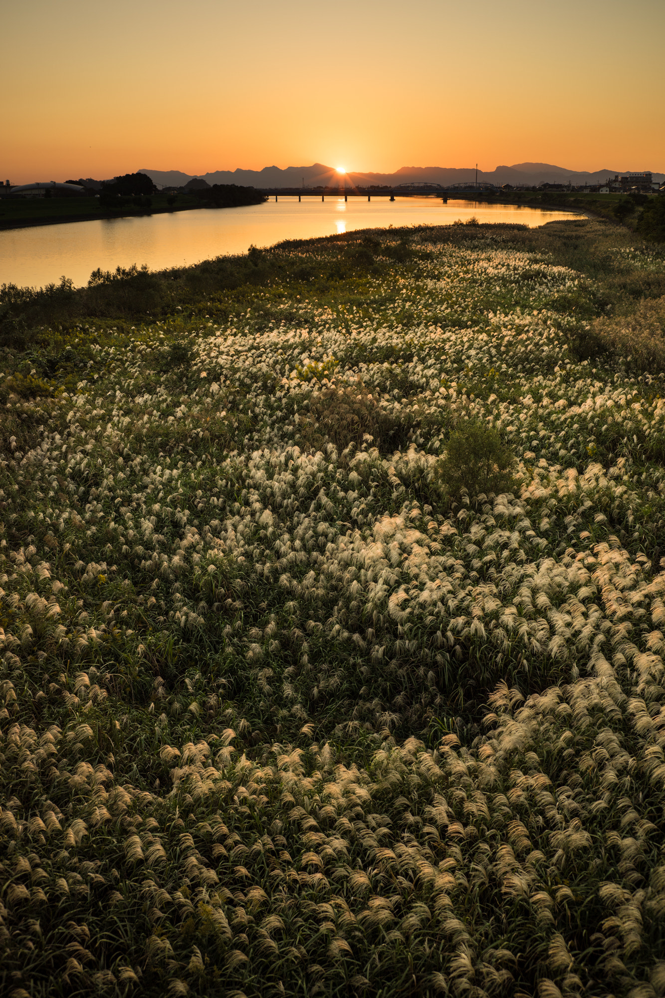 E 35mm F2 sample photo. Japanese pampas grass and sunseｔ photography