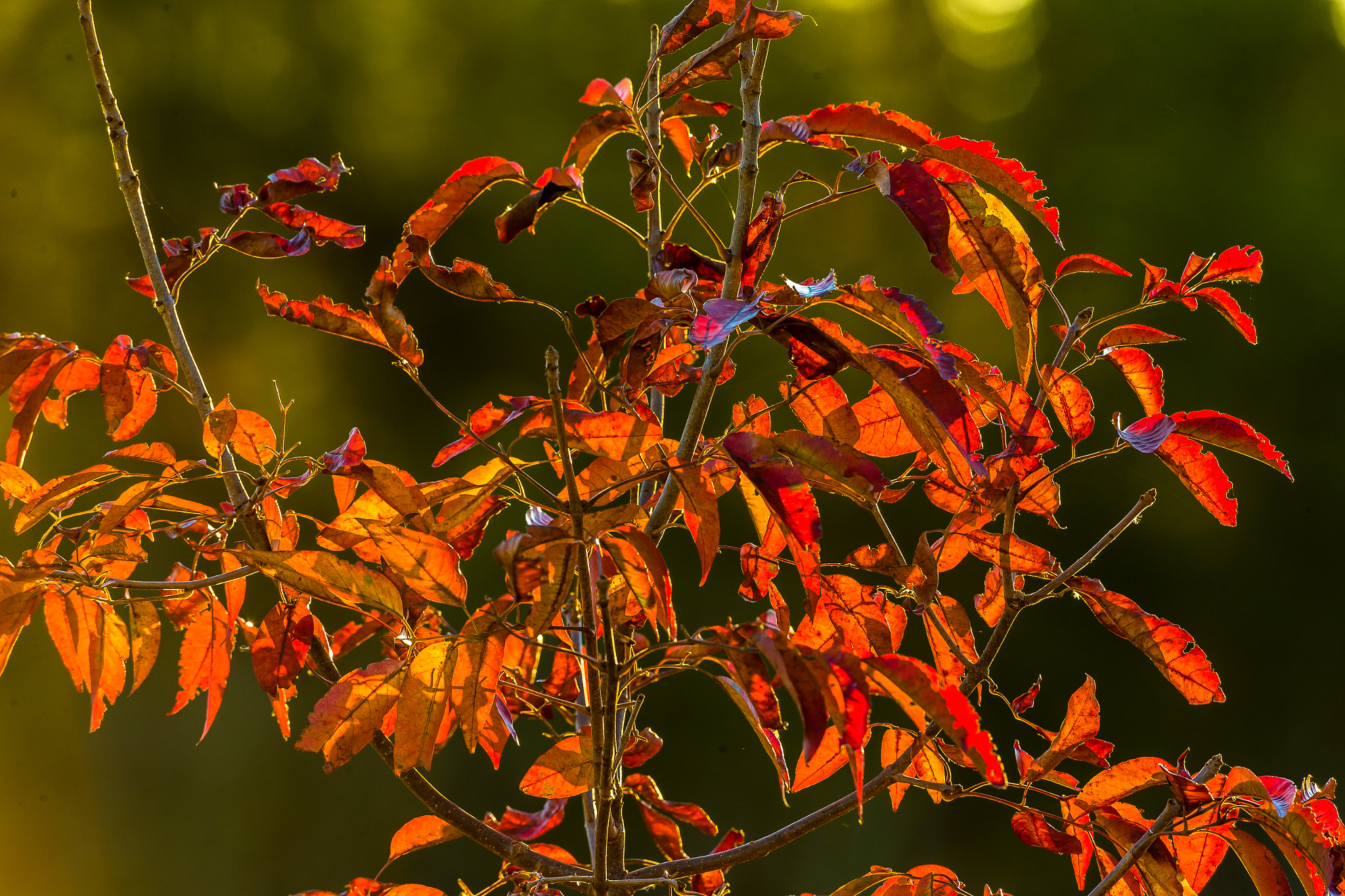 Canon EOS-1D X + Canon EF 600mm f/4L IS sample photo. Img photography