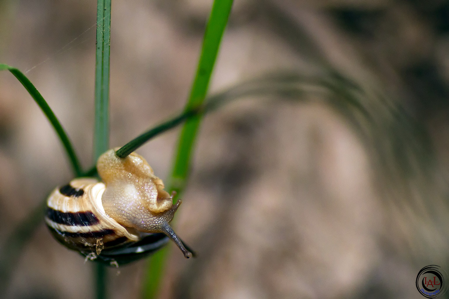 Canon EOS 7D + Tamron SP AF 90mm F2.8 Di Macro sample photo. Sacando los cuernos photography