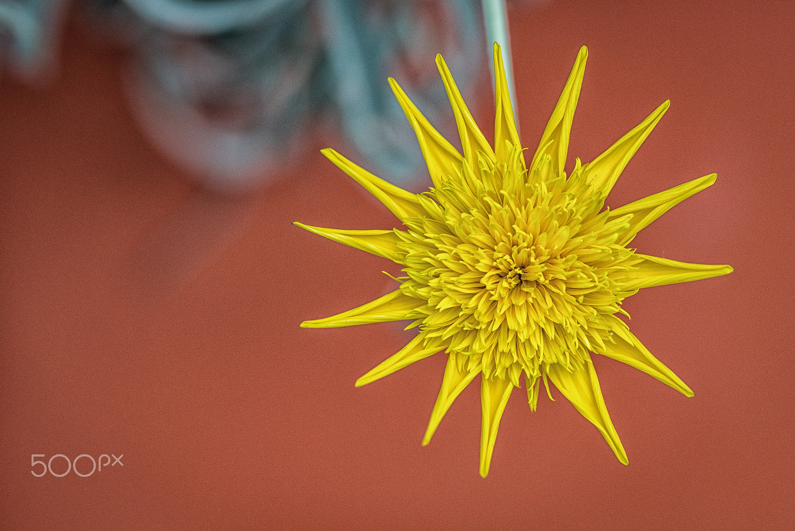 Nikon D810 + ZEISS Makro-Planar T* 100mm F2 sample photo. Yellow on red photography