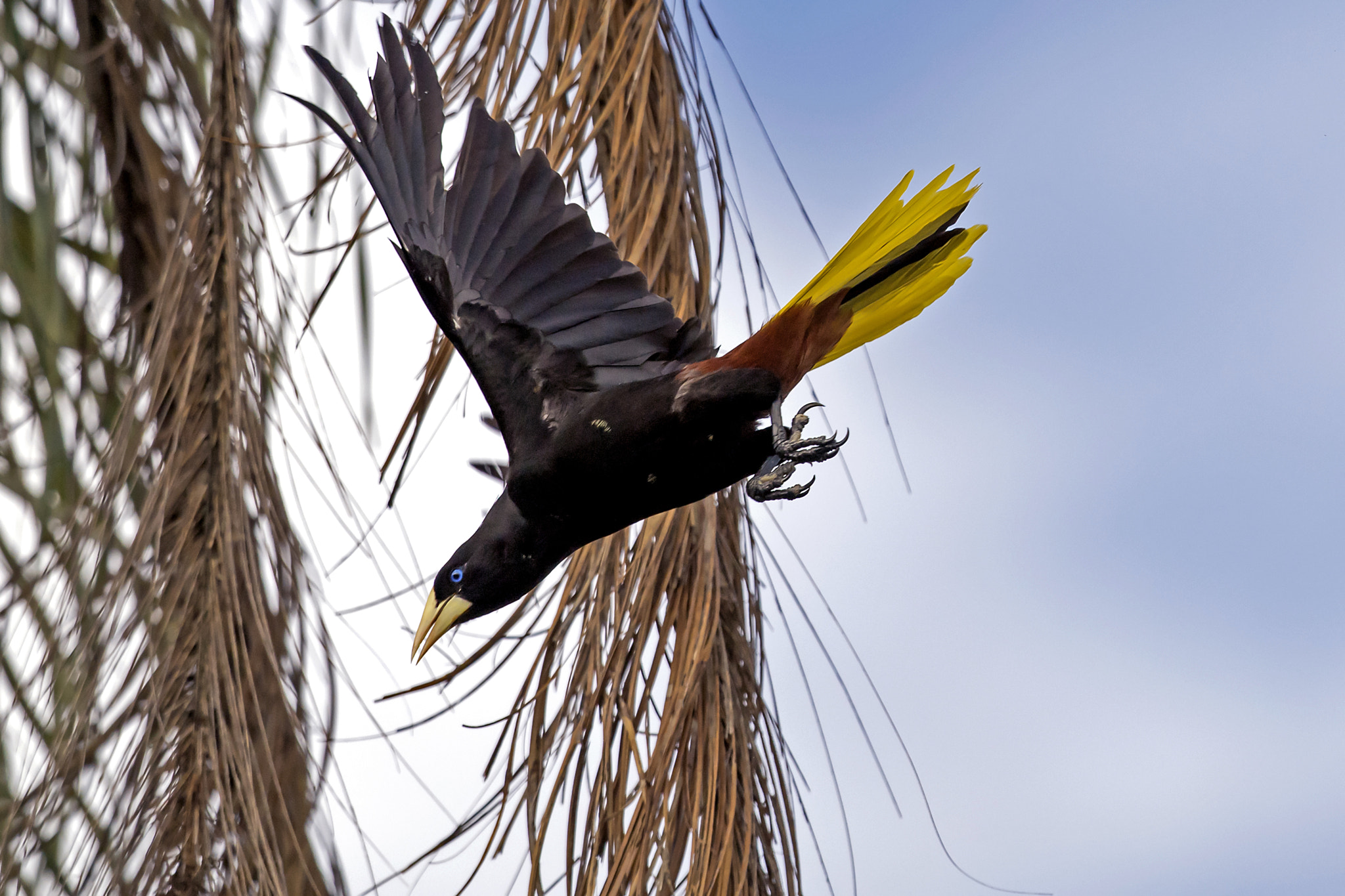 Nikon AF-S Nikkor 800mm F5.6E FL ED VR sample photo. Crested oropendola photography