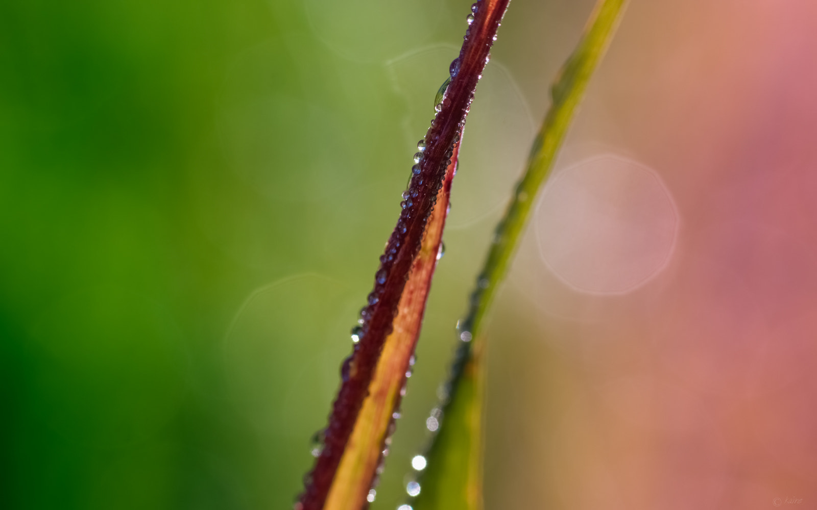 Sony SLT-A77 + Tamron AF 55-200mm F4-5.6 Di II LD Macro sample photo. Simplicity photography