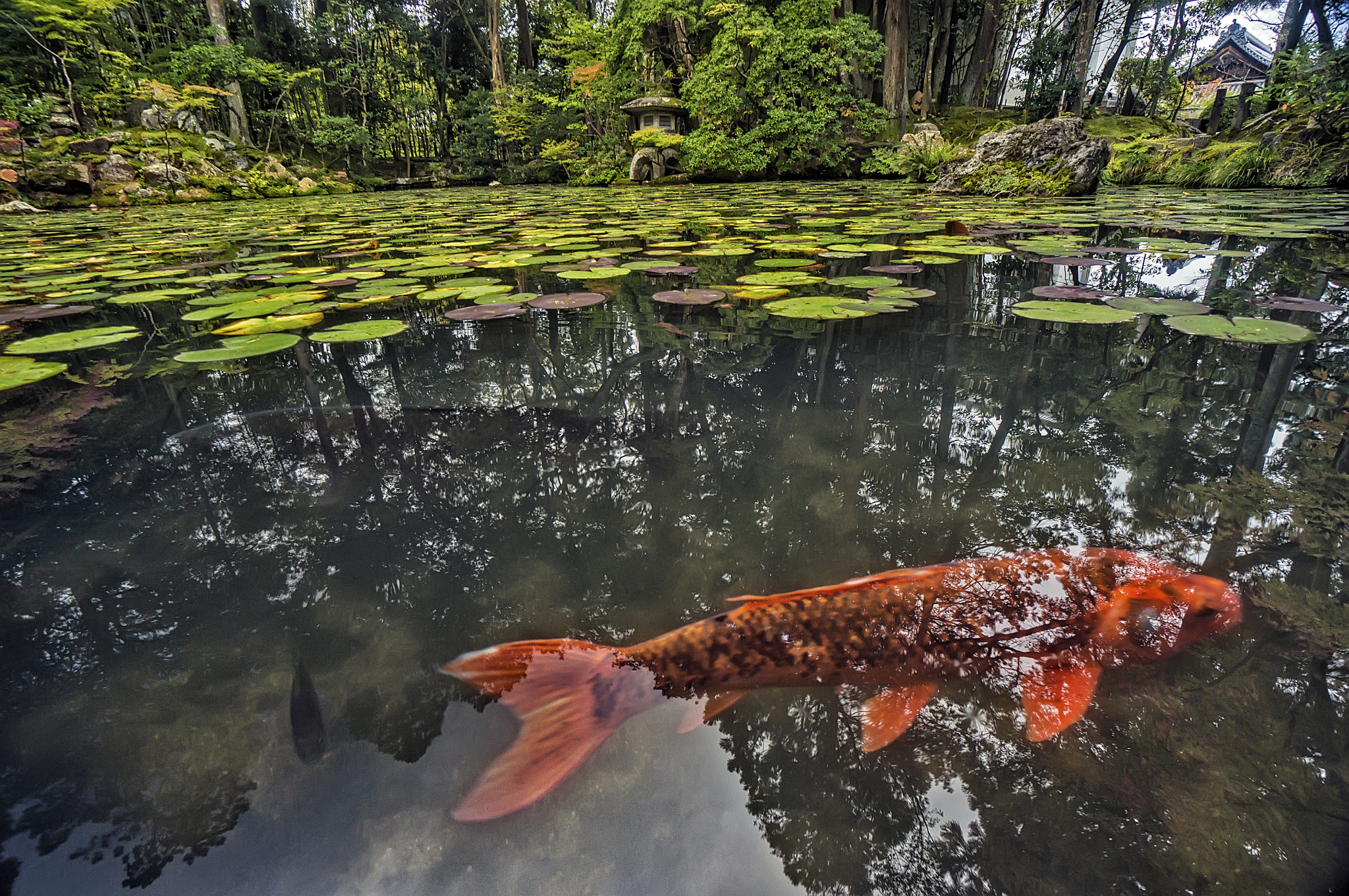 Sony Alpha NEX-6 + Sony E 10-18mm F4 OSS sample photo. Carp at konchi-in temple photography