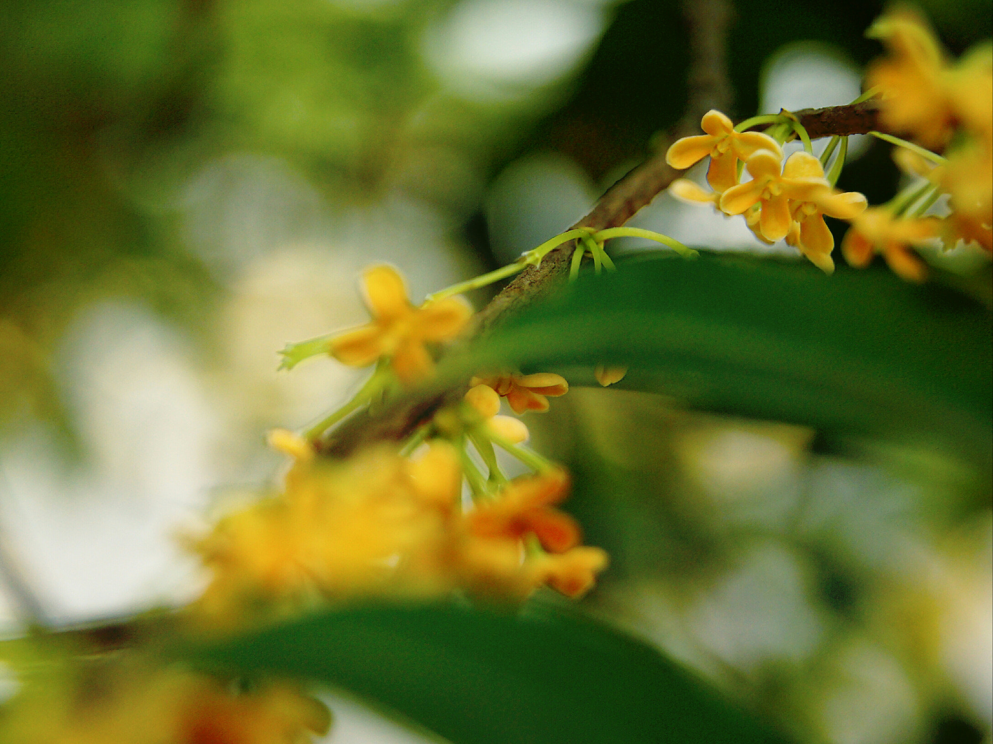 Sony SLT-A55 (SLT-A55V) sample photo. Osmanthus photography