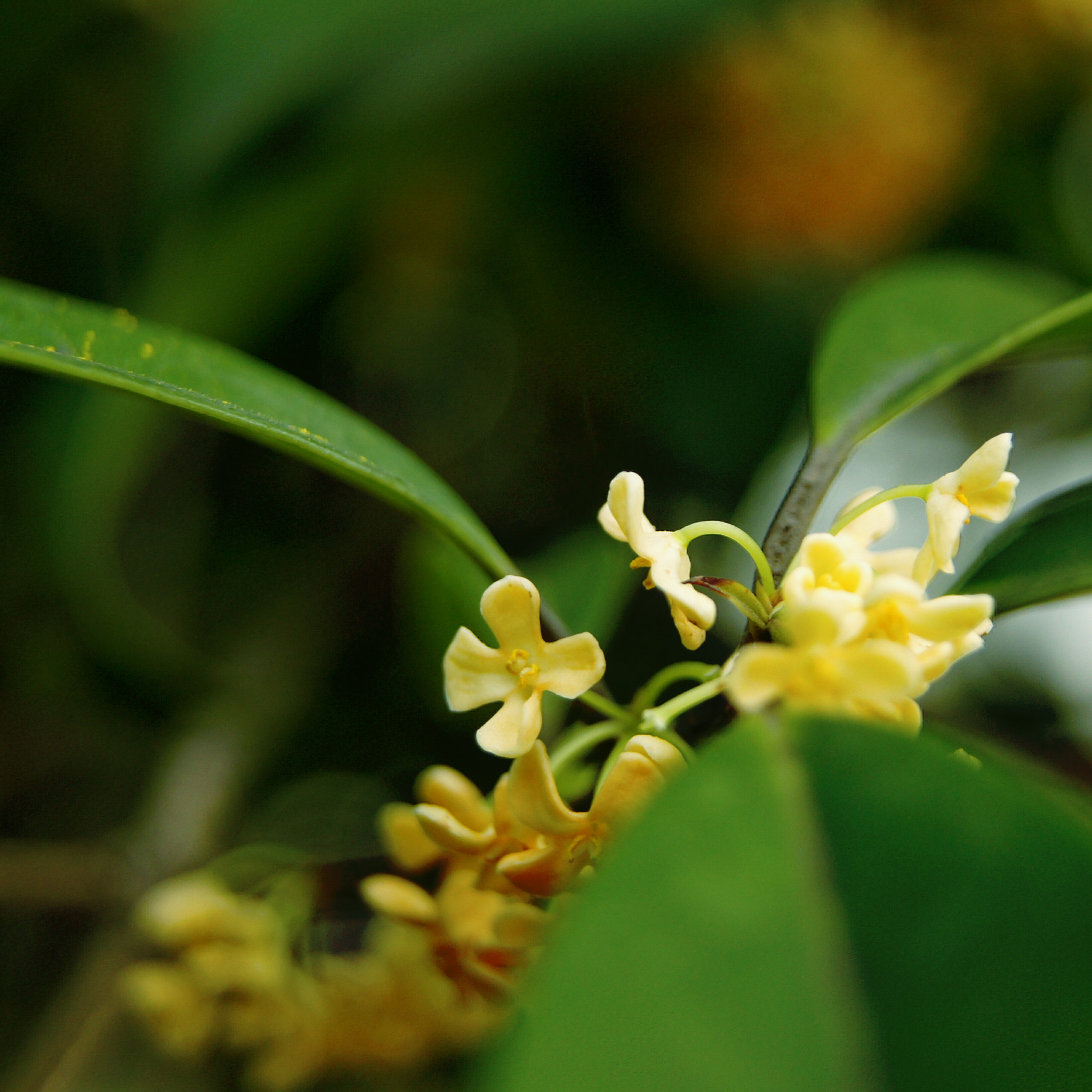 Sony SLT-A55 (SLT-A55V) sample photo. Osmanthus photography