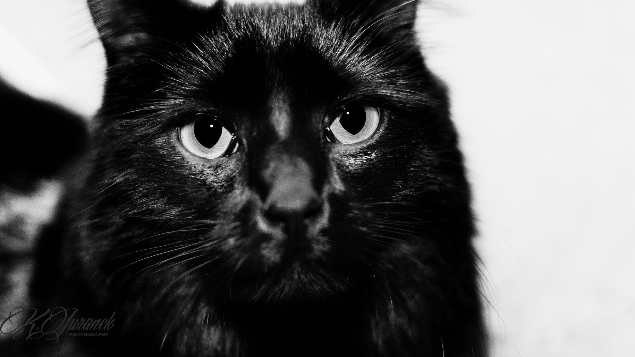 Sony FE 50mm F1.8 sample photo. Onyx the cat photography