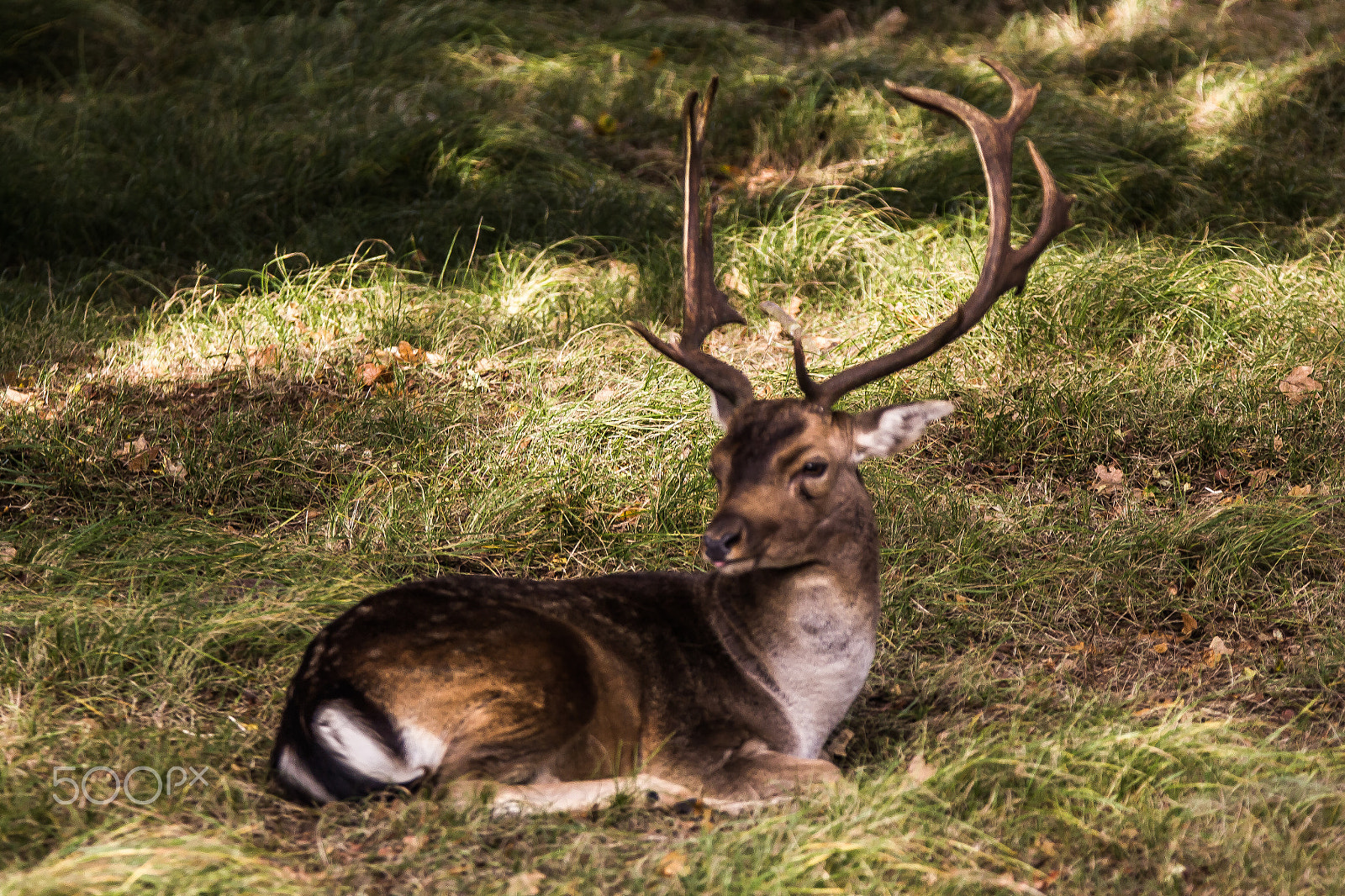 Canon EOS 60D + Tamron SP 150-600mm F5-6.3 Di VC USD sample photo. Male fallow deer at amsterdamse waterleiding dunes photography