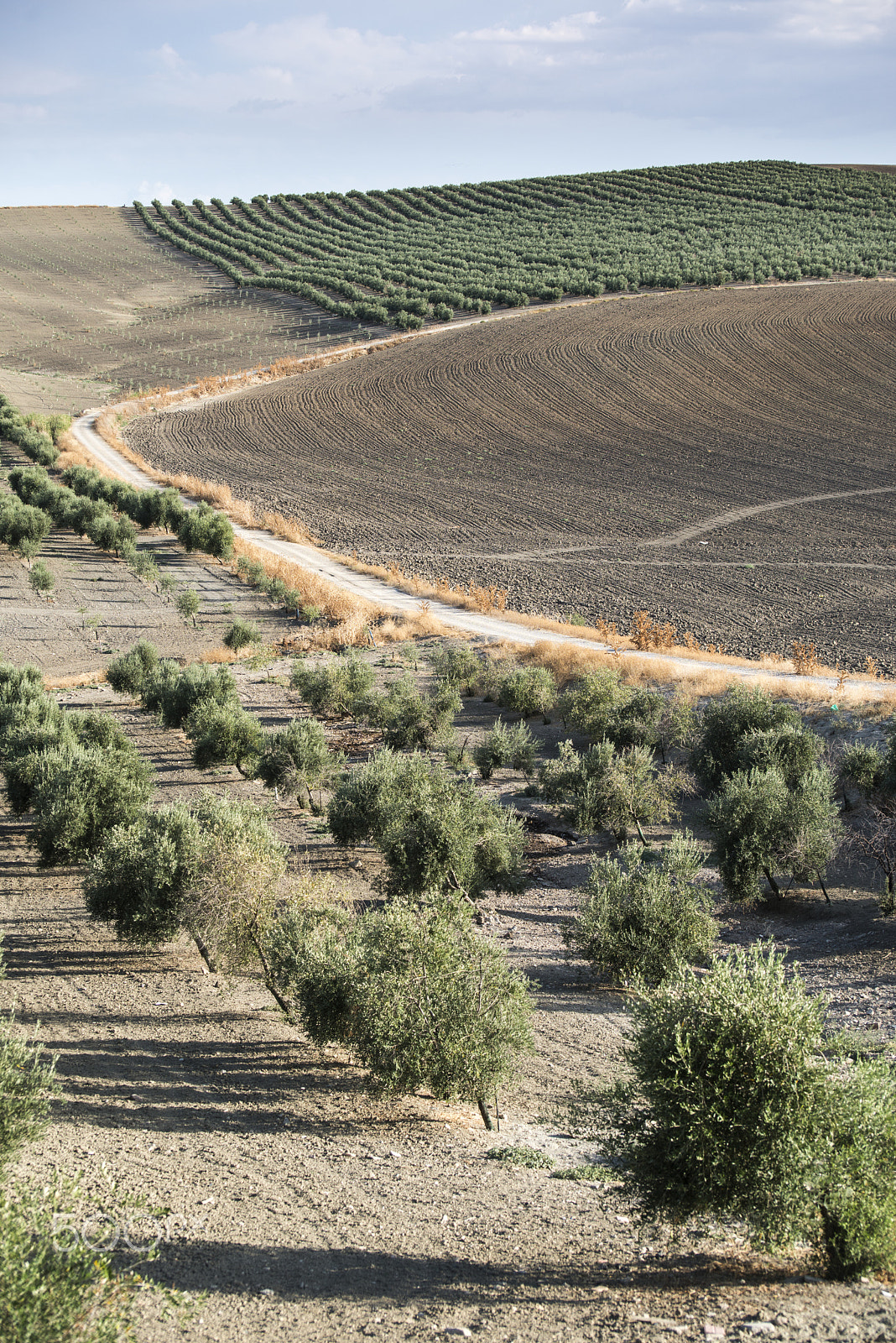 Nikon D800E sample photo. Olive trees and dirt road photography
